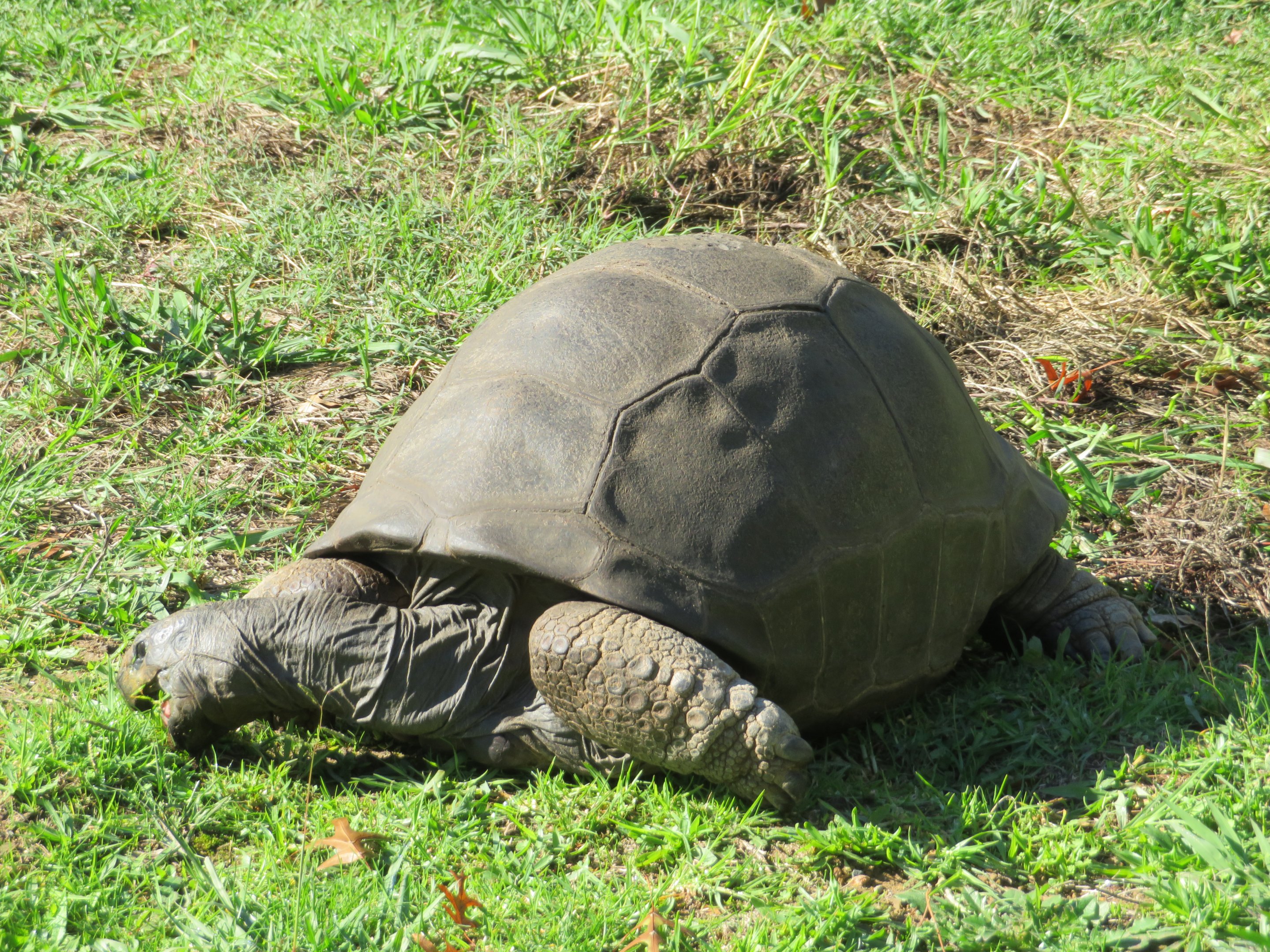 Aldabra Tortoise