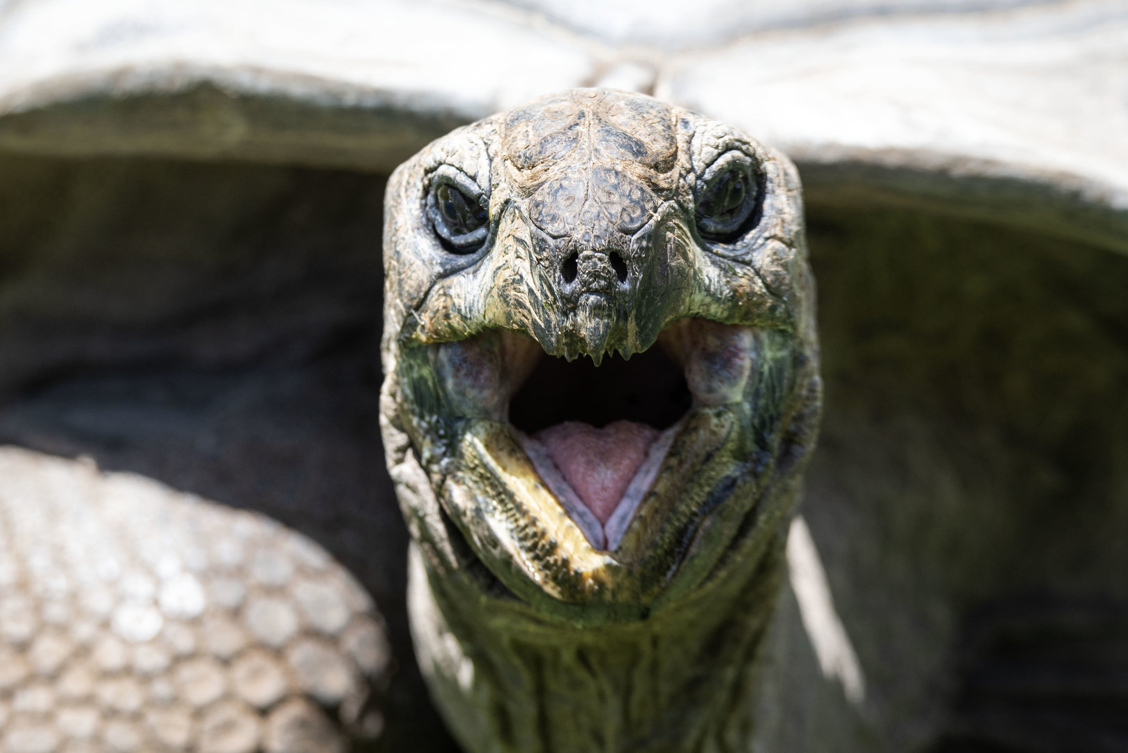 Aldabra Tortoise