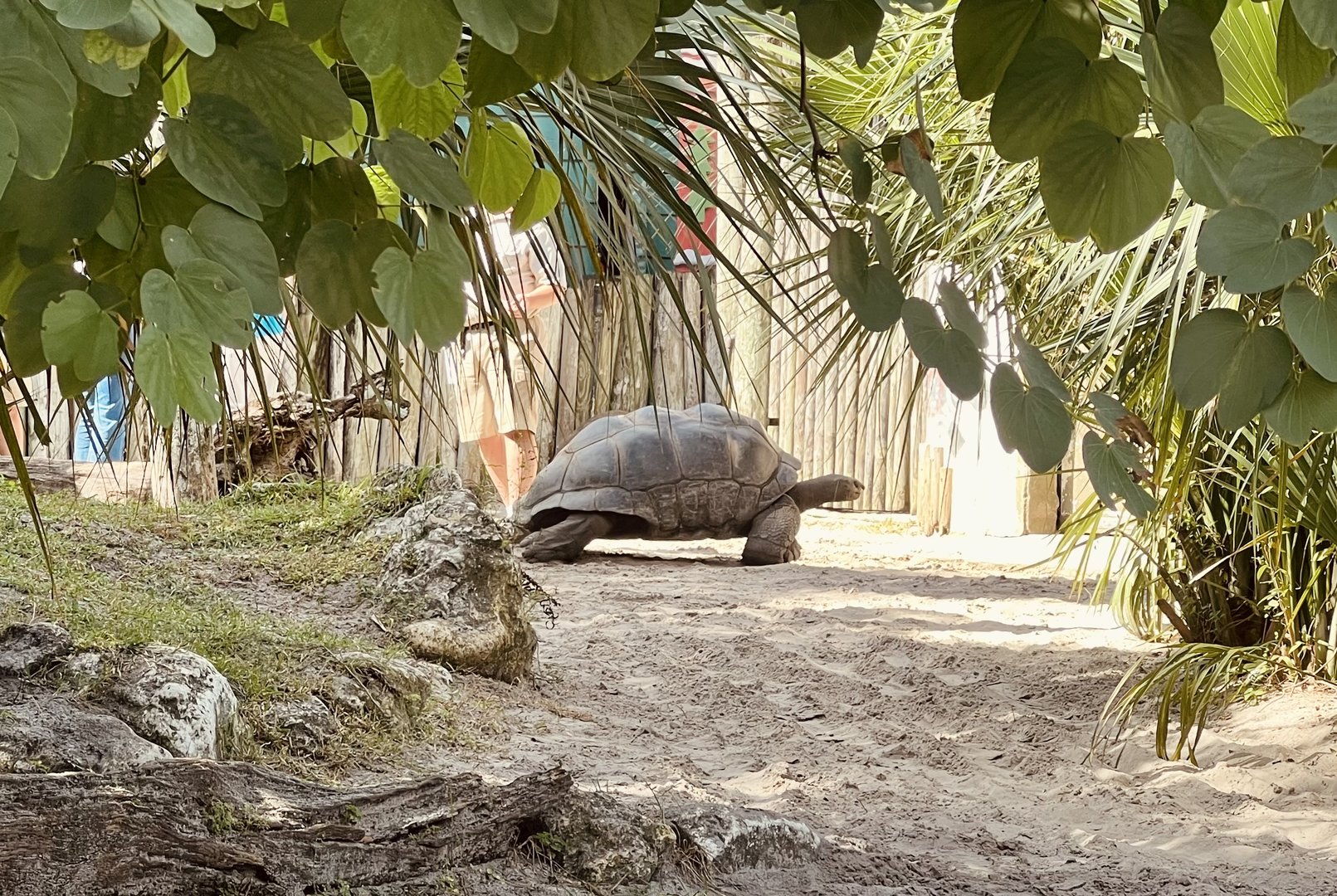 Aldabra Tortoise
