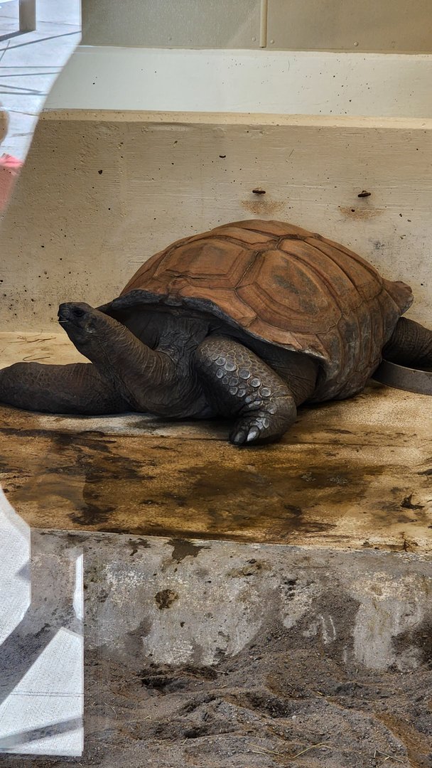 Aldabra Tortoise