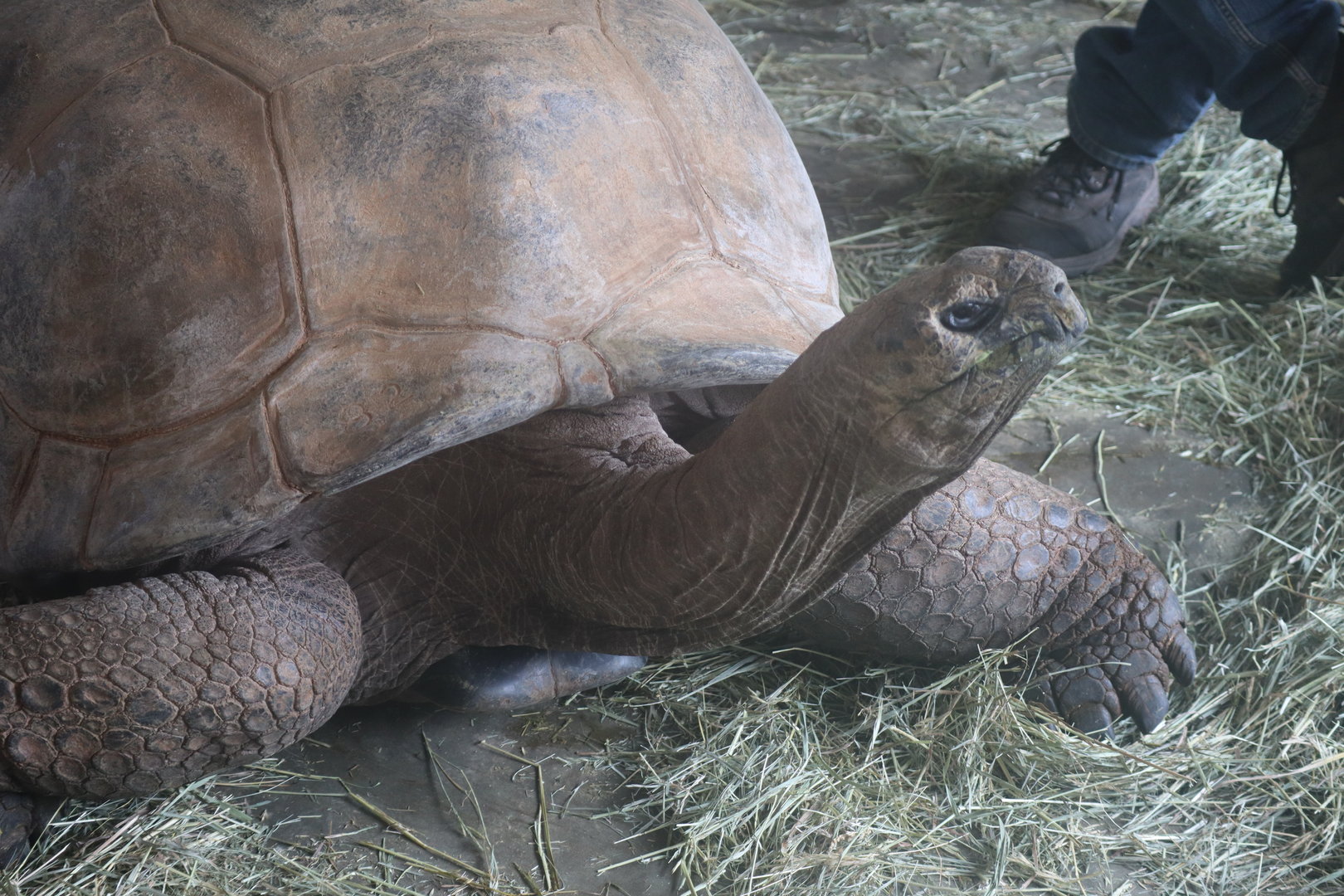 Aldabra Tortoise