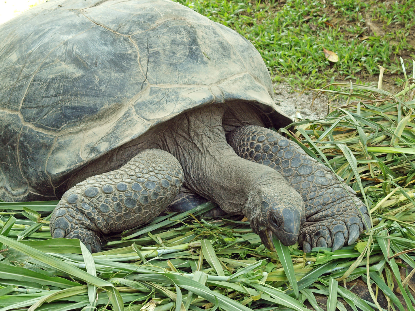 Aldabra tortoise