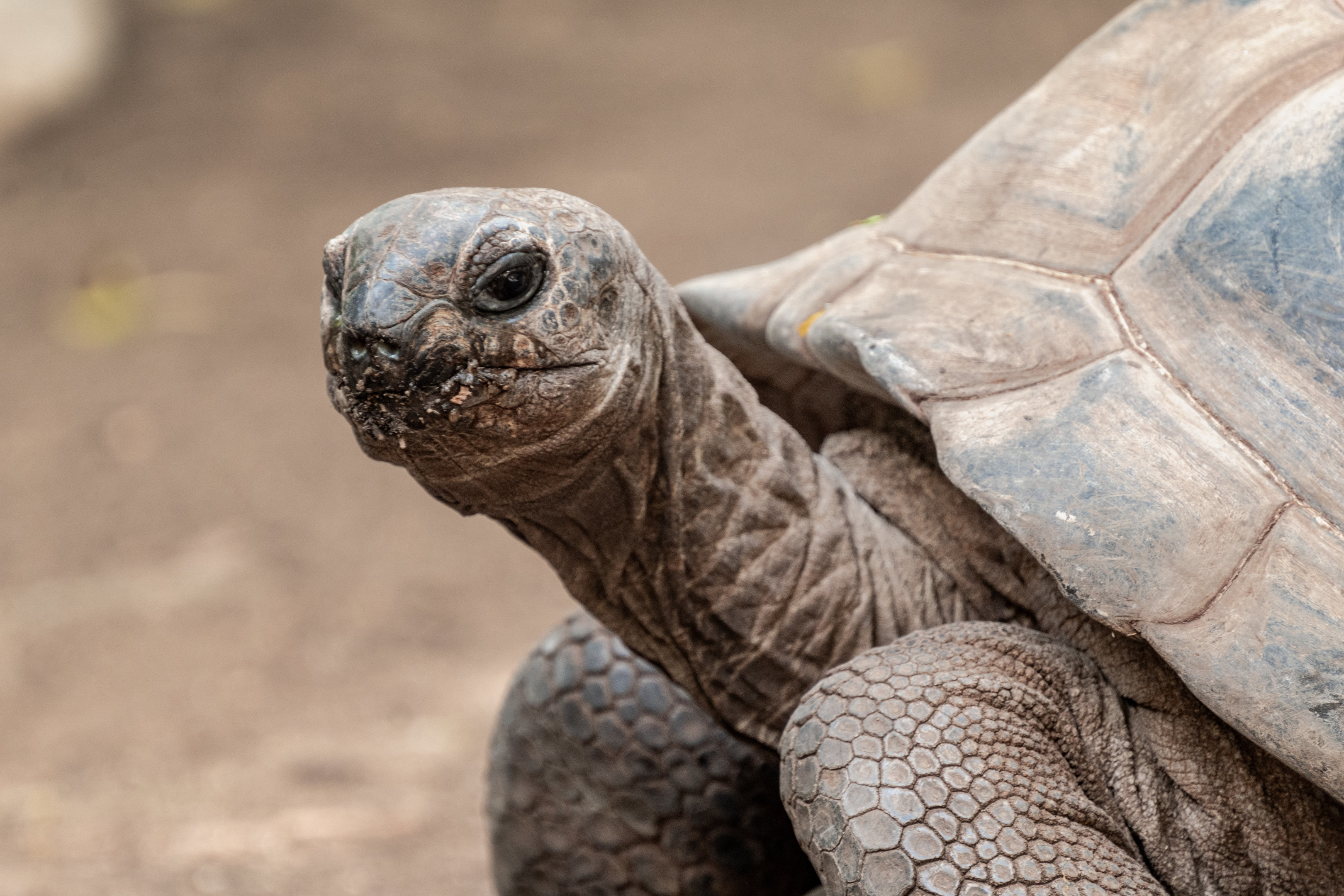 Aldabra Tortoise