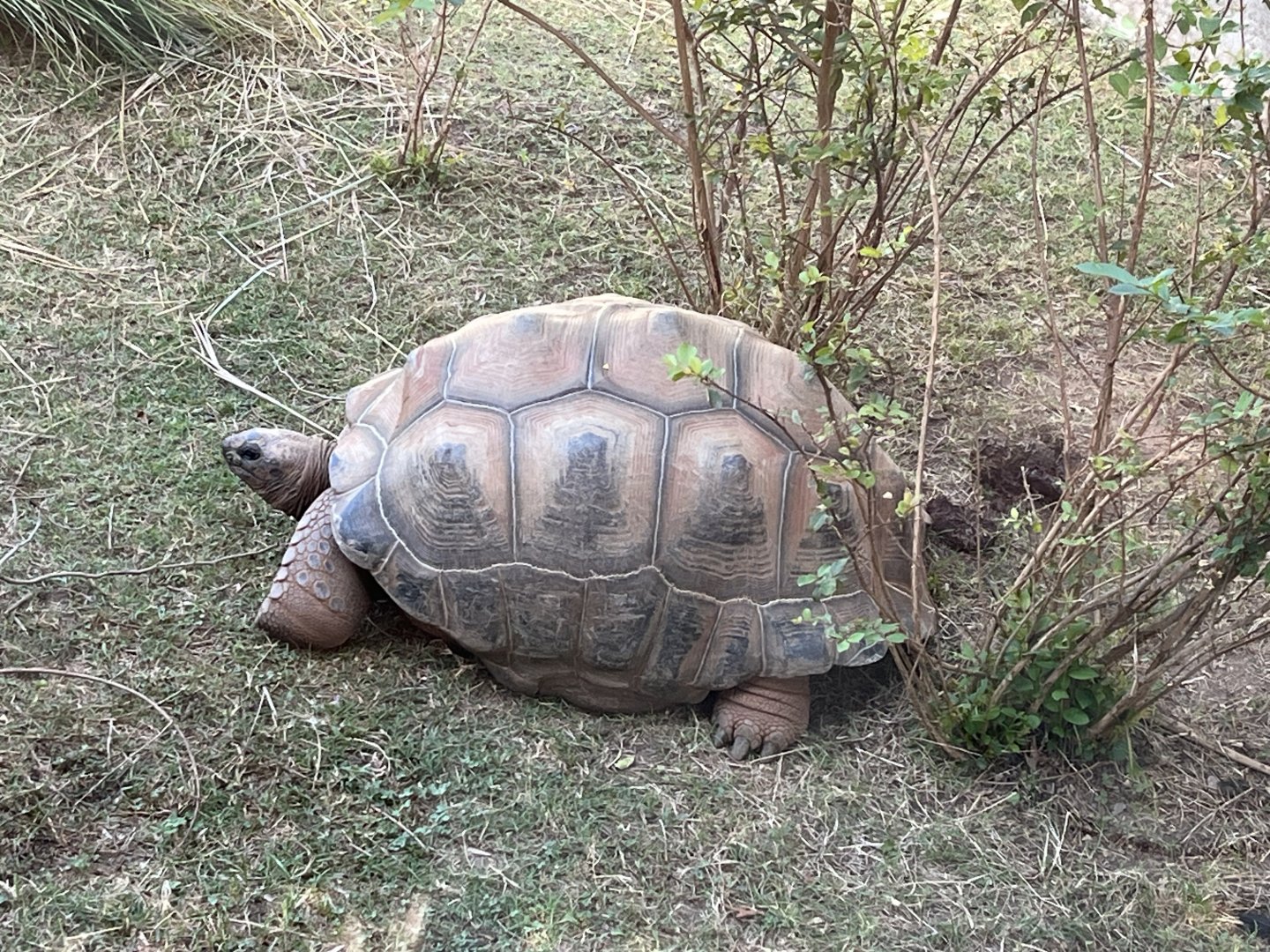 Aldabra Tortoise