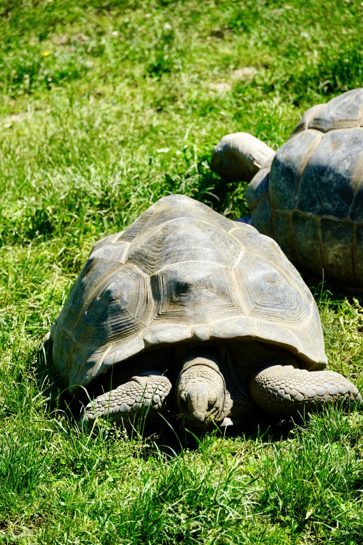 Aldabra Tortoise