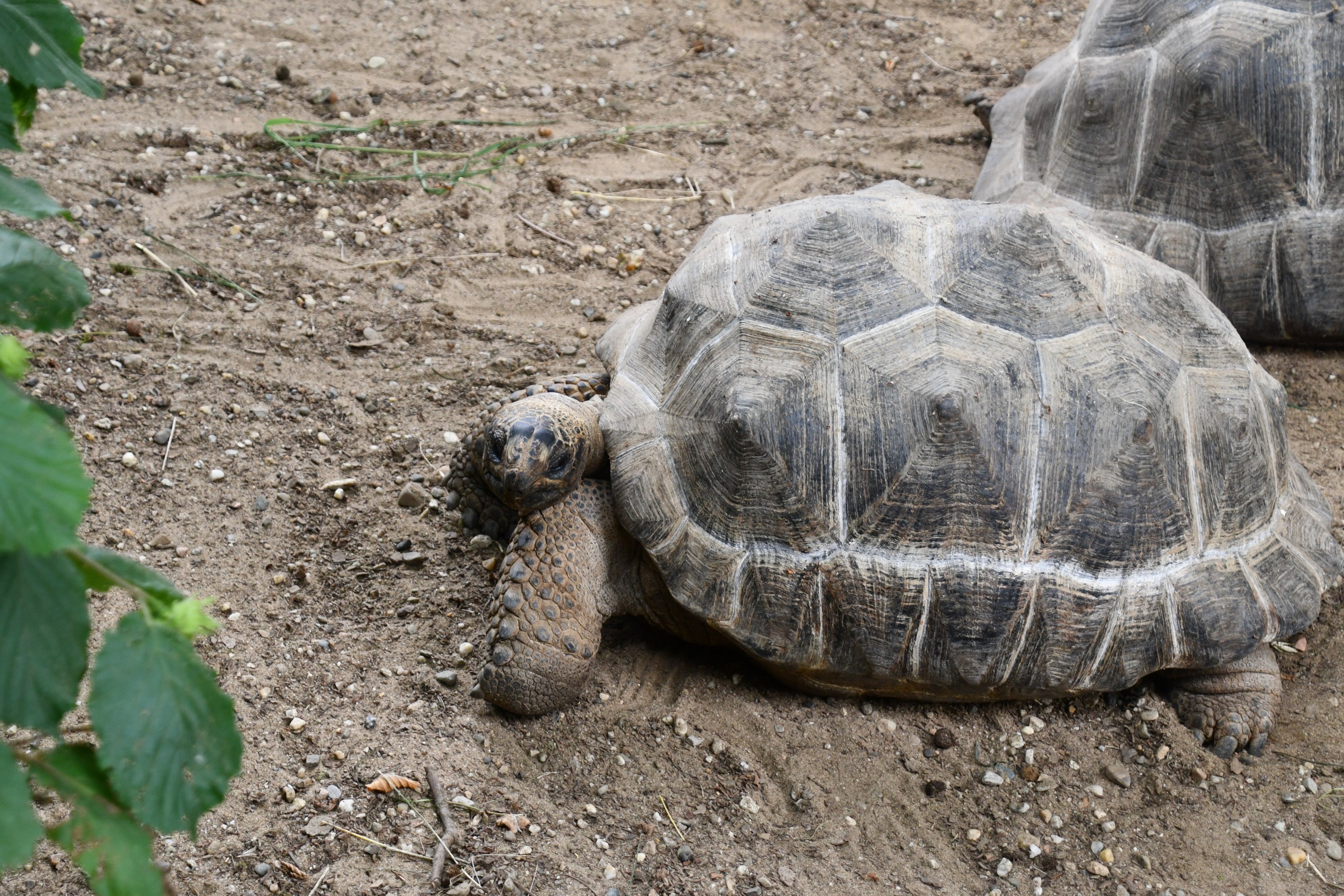 Aldabra Tortoise