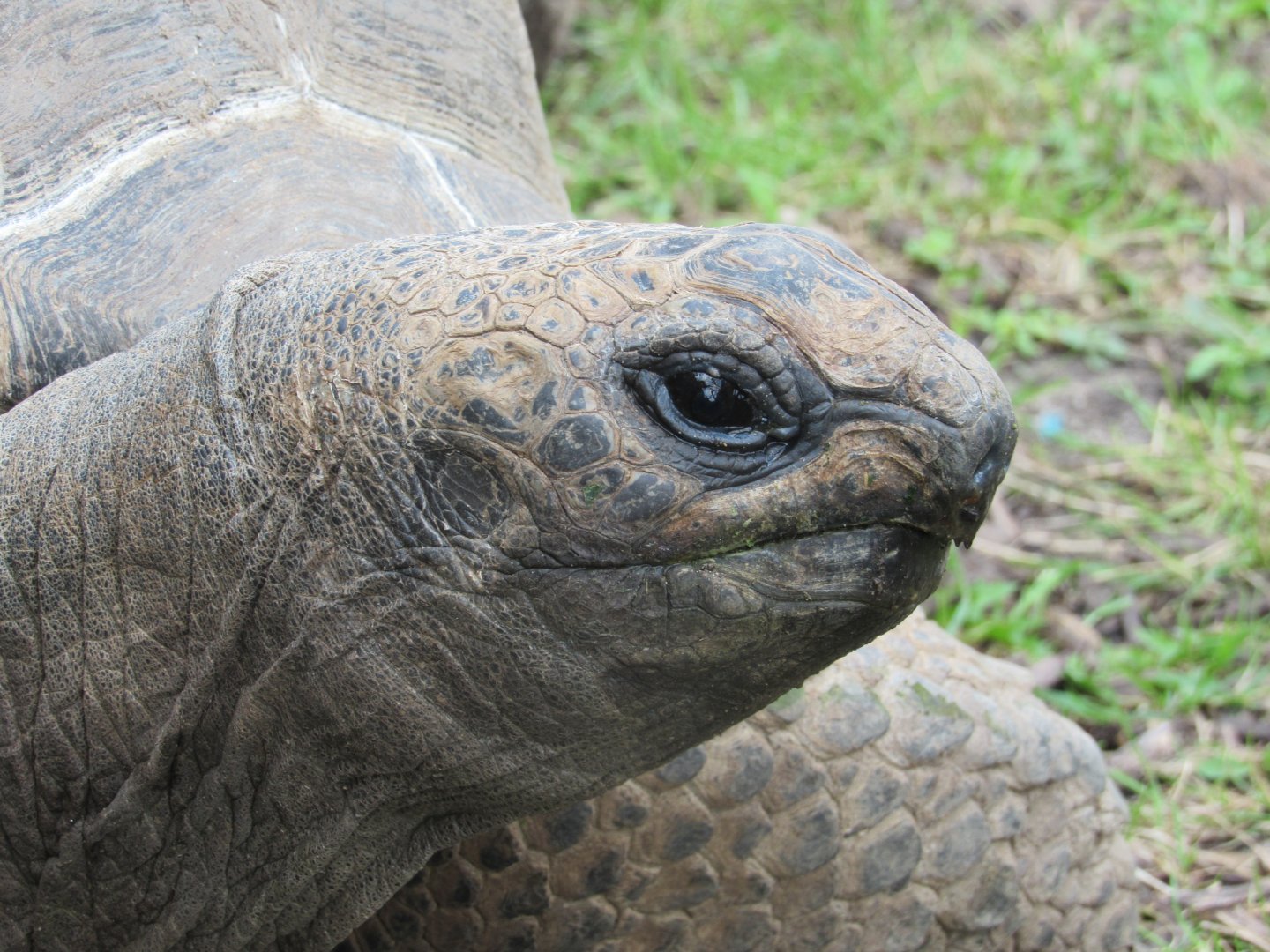 Aldabra Tortoise