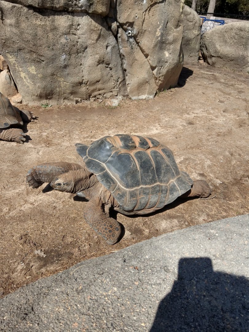 Aldabra Tortoise