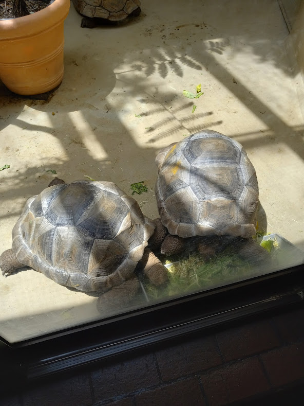 Aldabra Tortoise