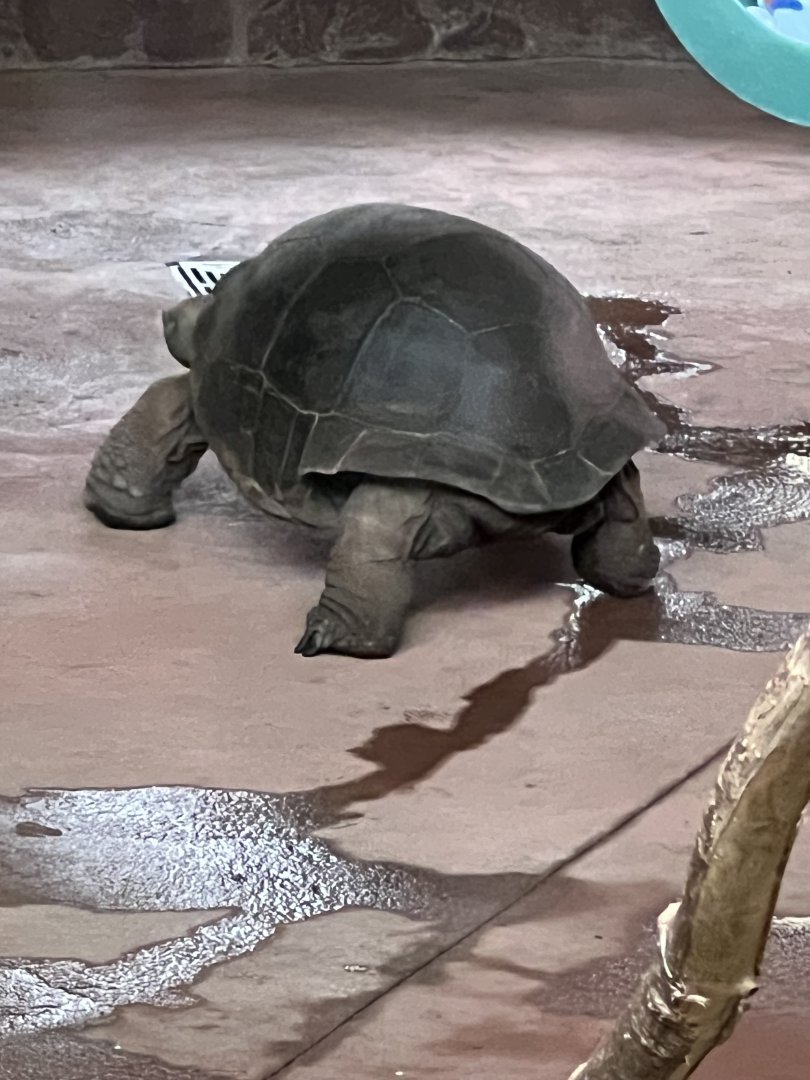 Aldabra Tortoise
