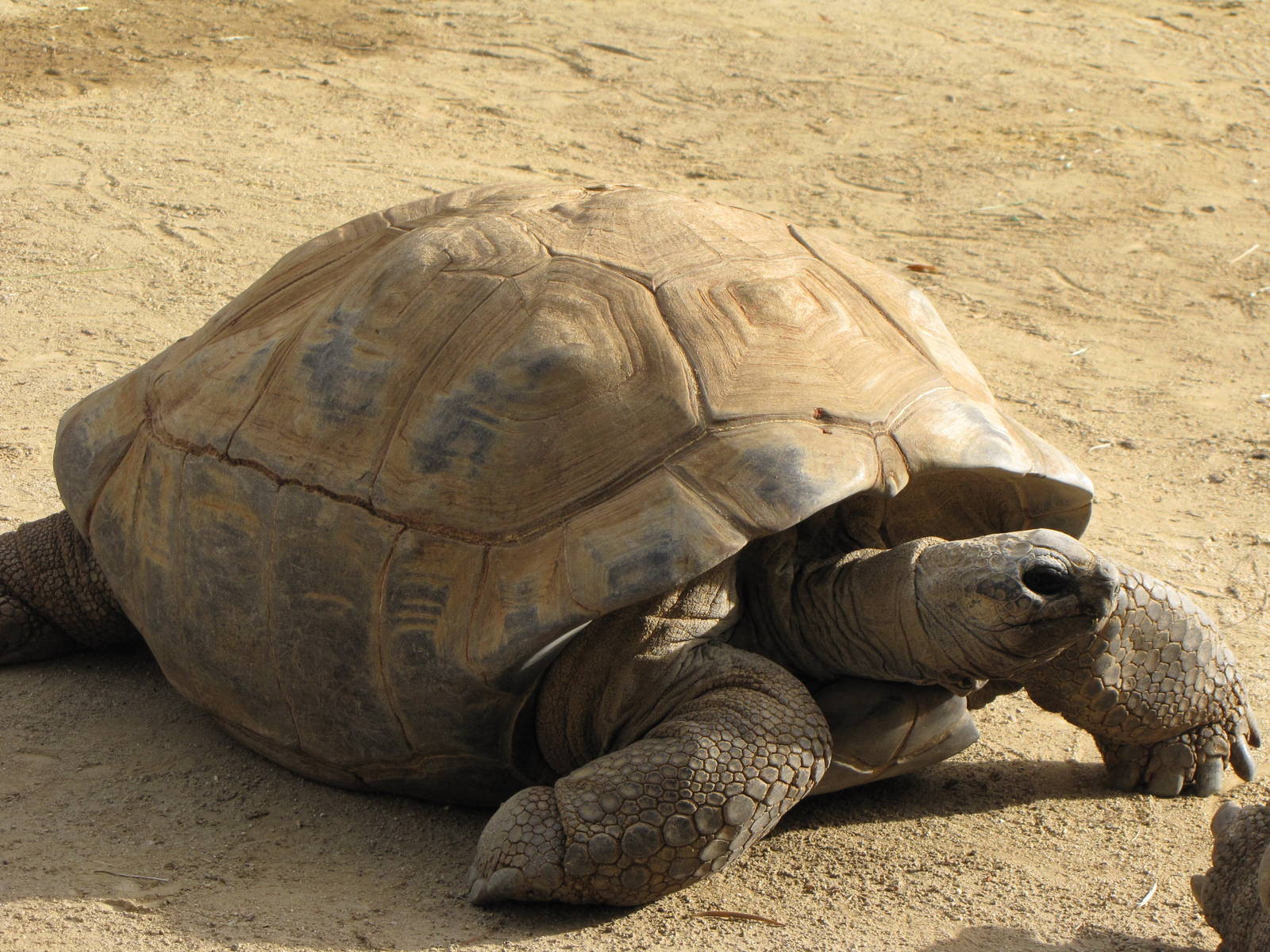 Aldabra Tortoise