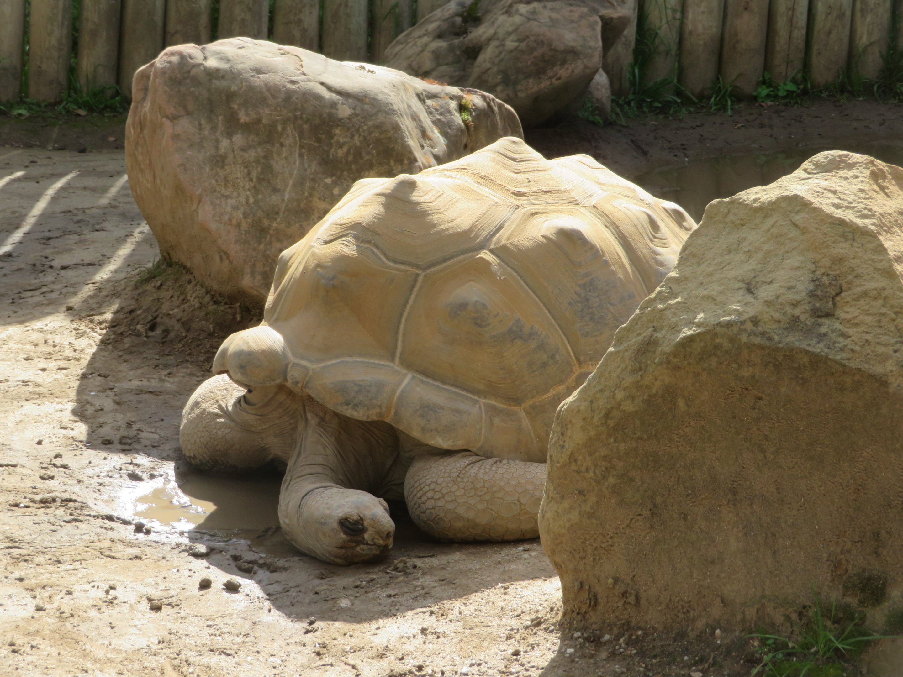 Aldabra Tortoise