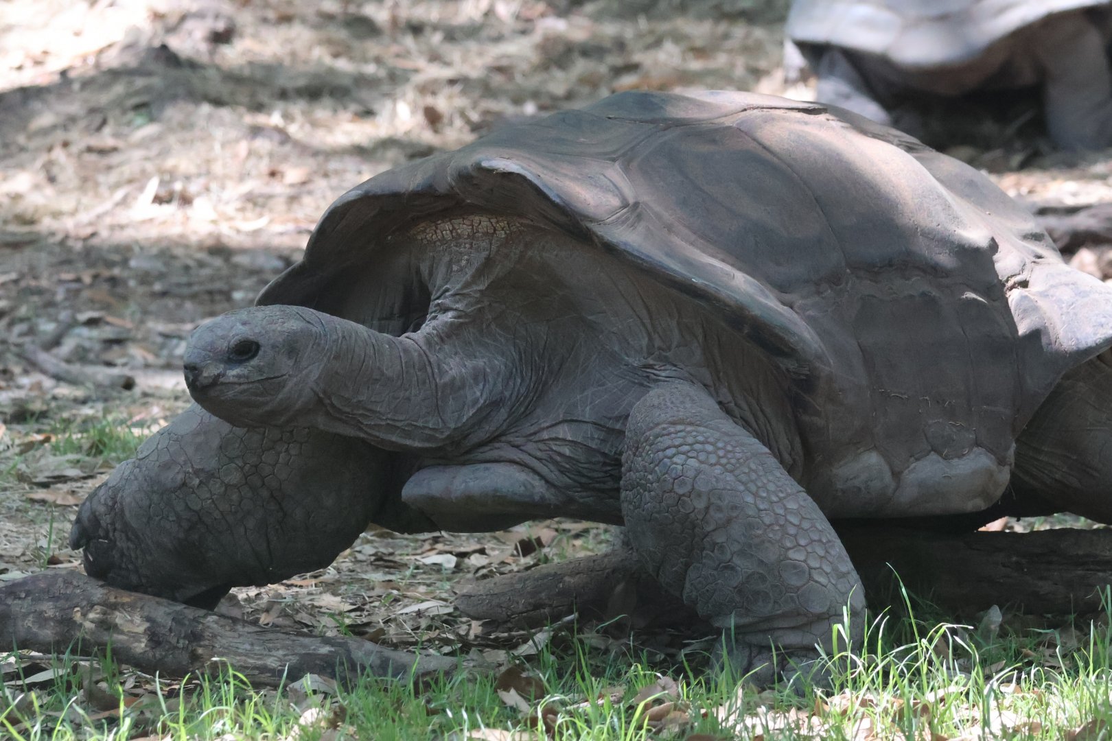 Aldabra Tortoise
