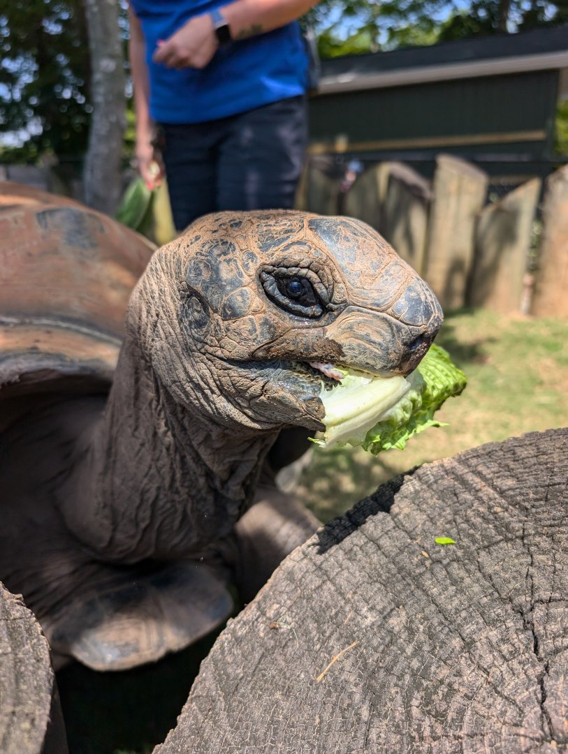 Aldabra Tortoise