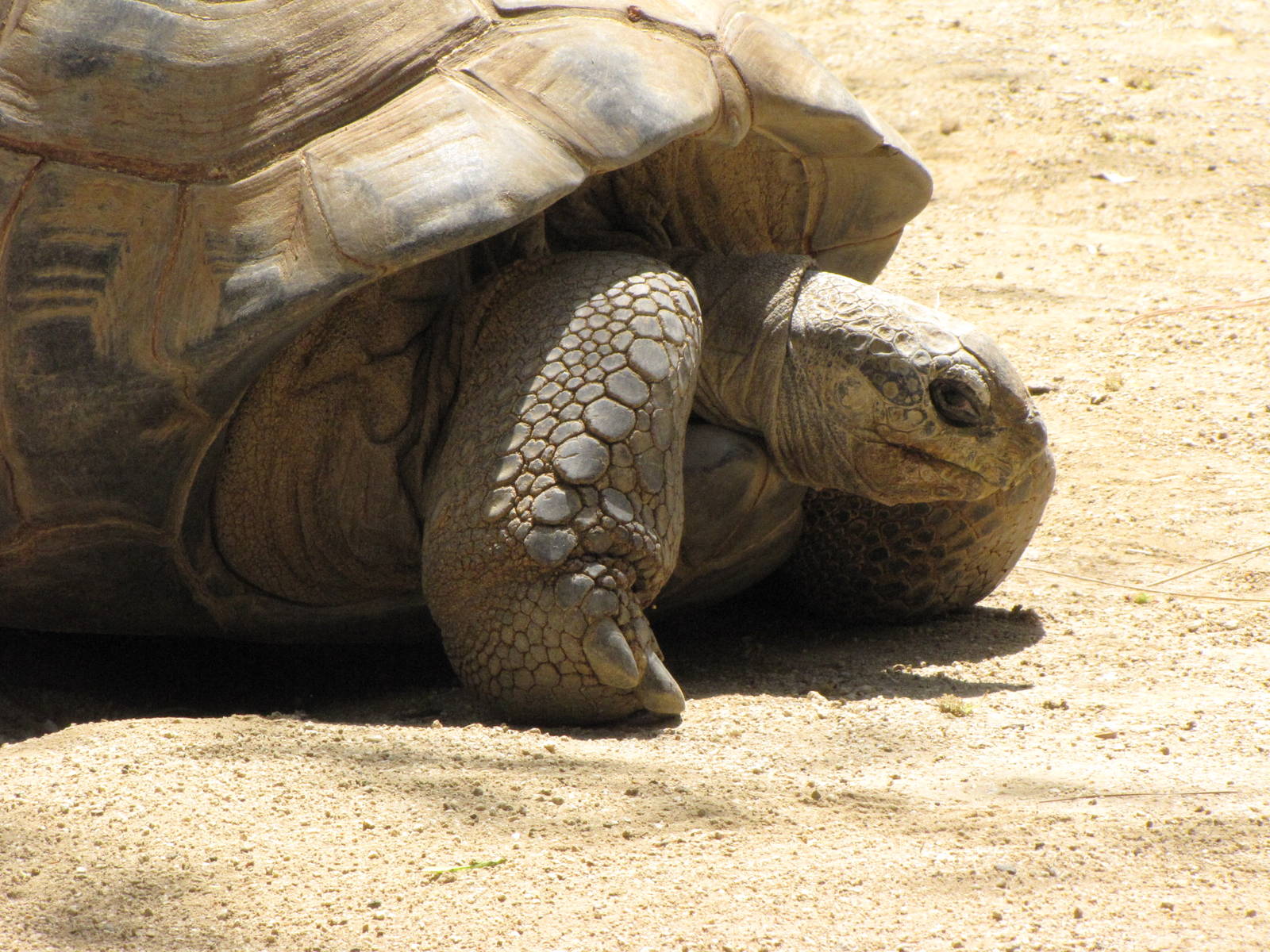 Aldabra Tortoise