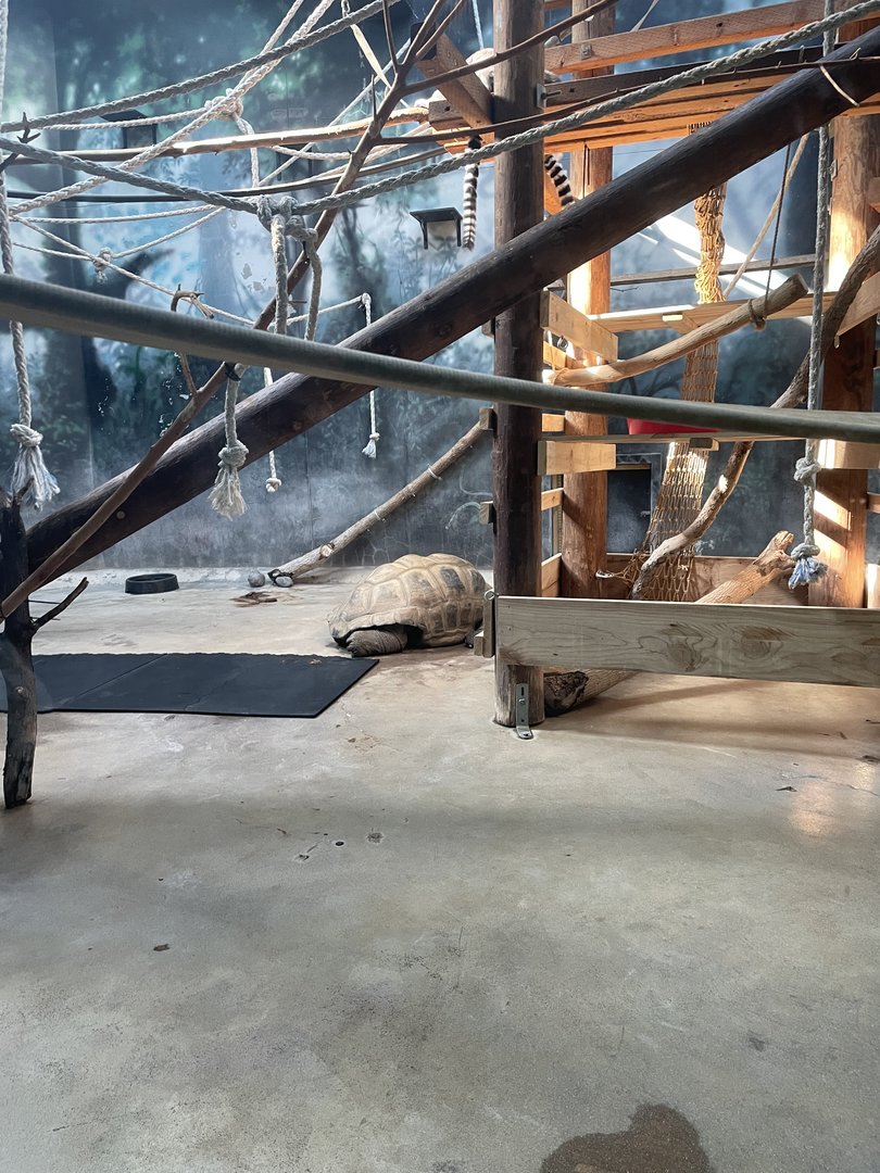 Aldabra Tortoises (10/22/23)