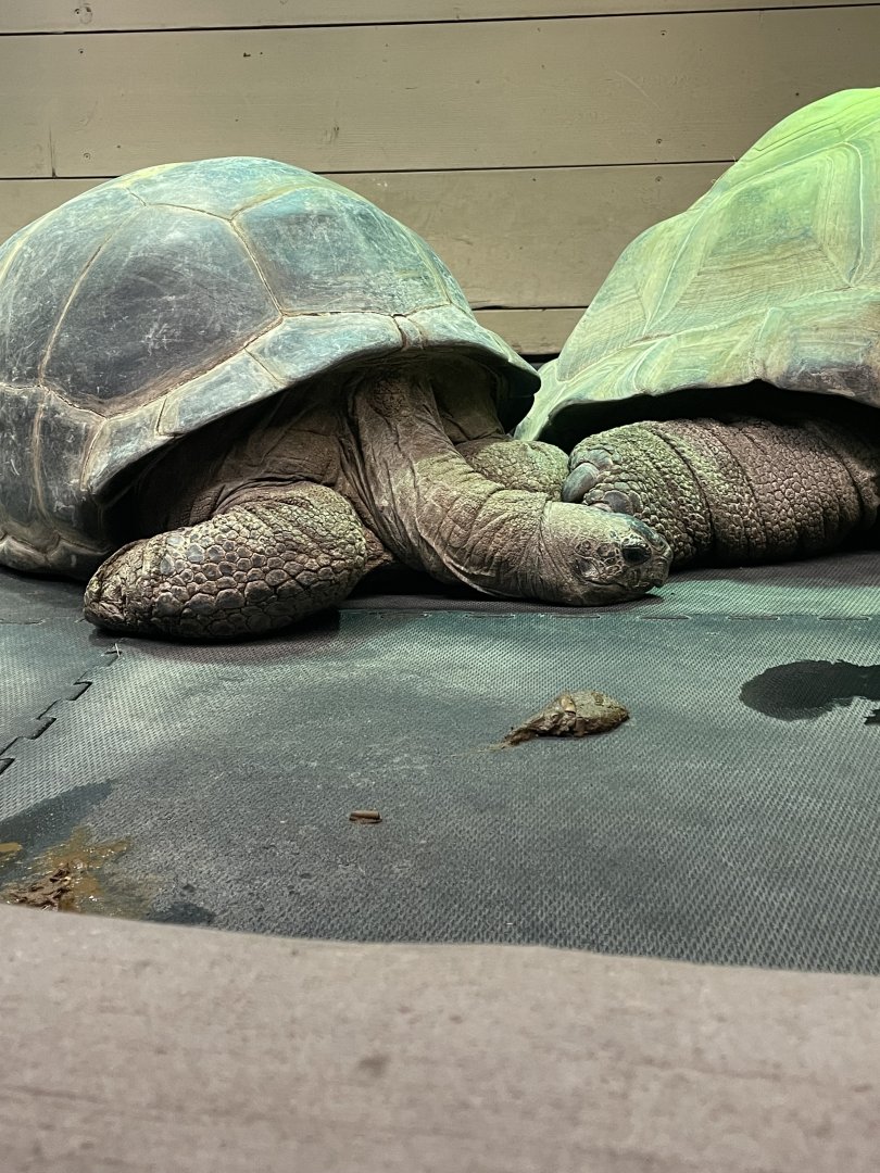 Aldabra Tortoises (3/17/22)