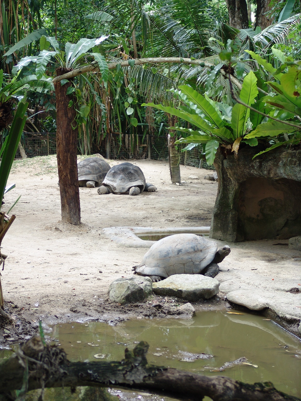 Aldabra tortoises (Aldabrachelys gigantea)