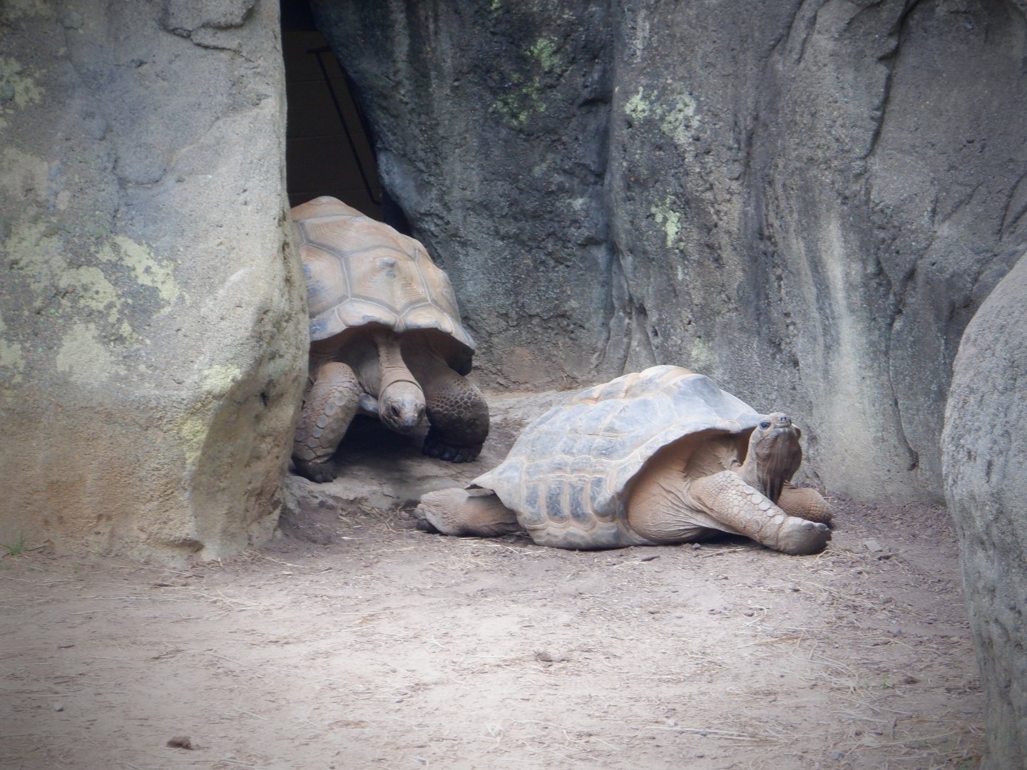 Aldabra Tortoises at the Greensboro Science Center