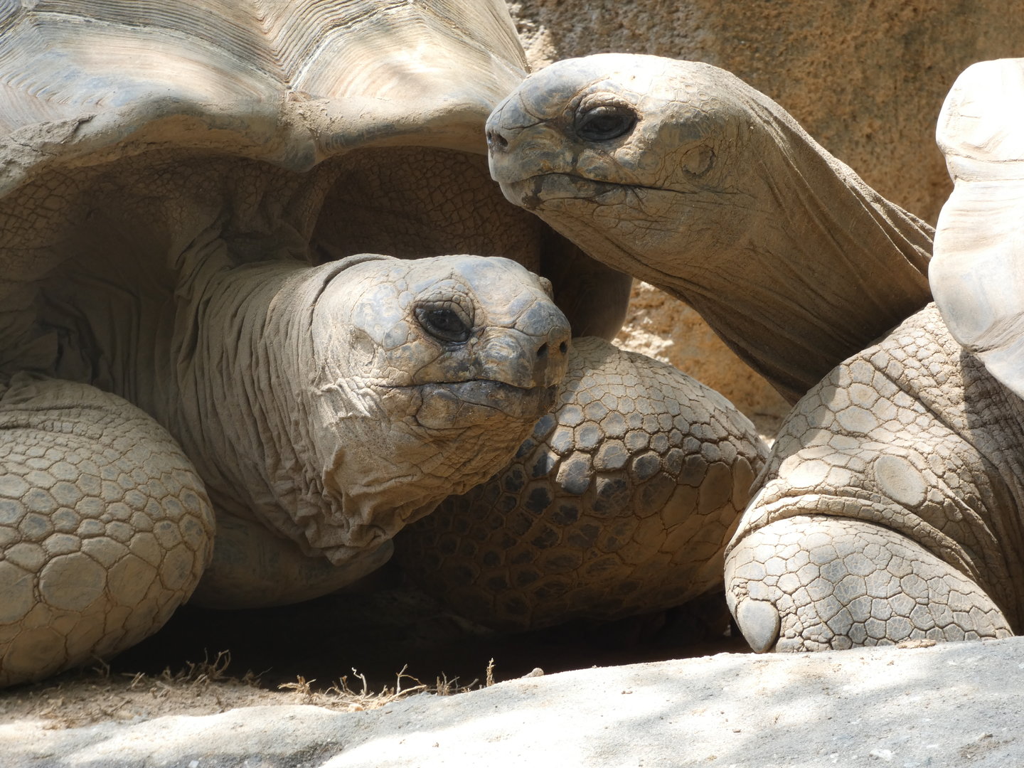 Aldabra Tortoises at the Greensboro Science Center