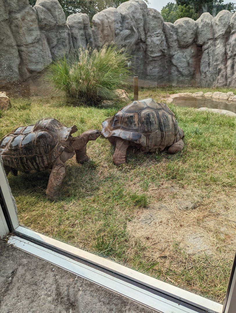 Aldabra Tortoises in the outdoor Komodo Dragon exhibit