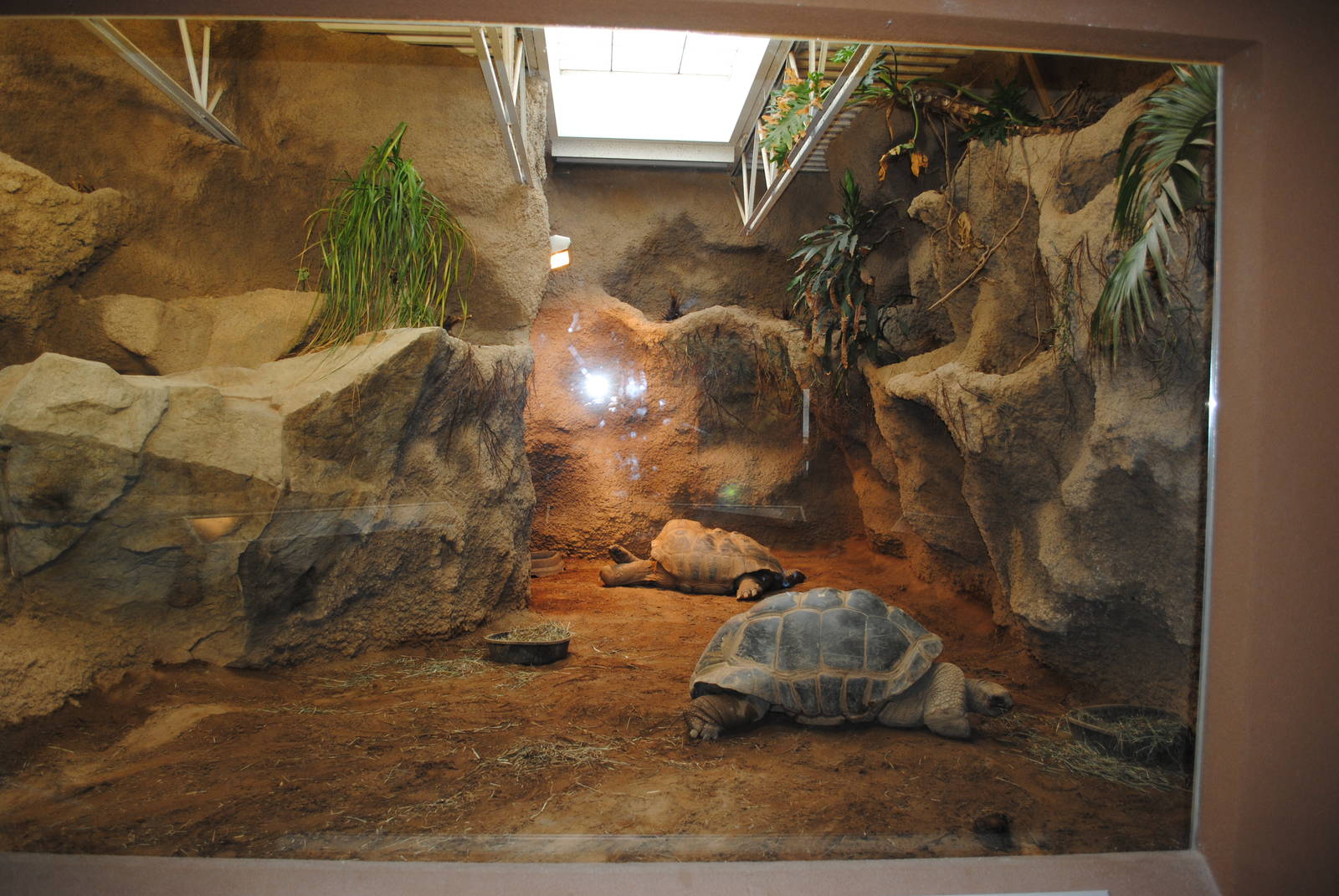 Aldabra Tortoises Indoor Exhibit (Island Giants)