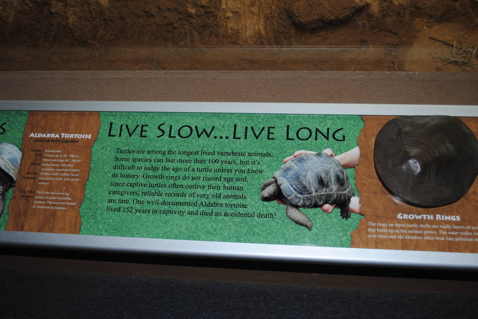 Aldabra Tortoises Information Stand (Island Giants)