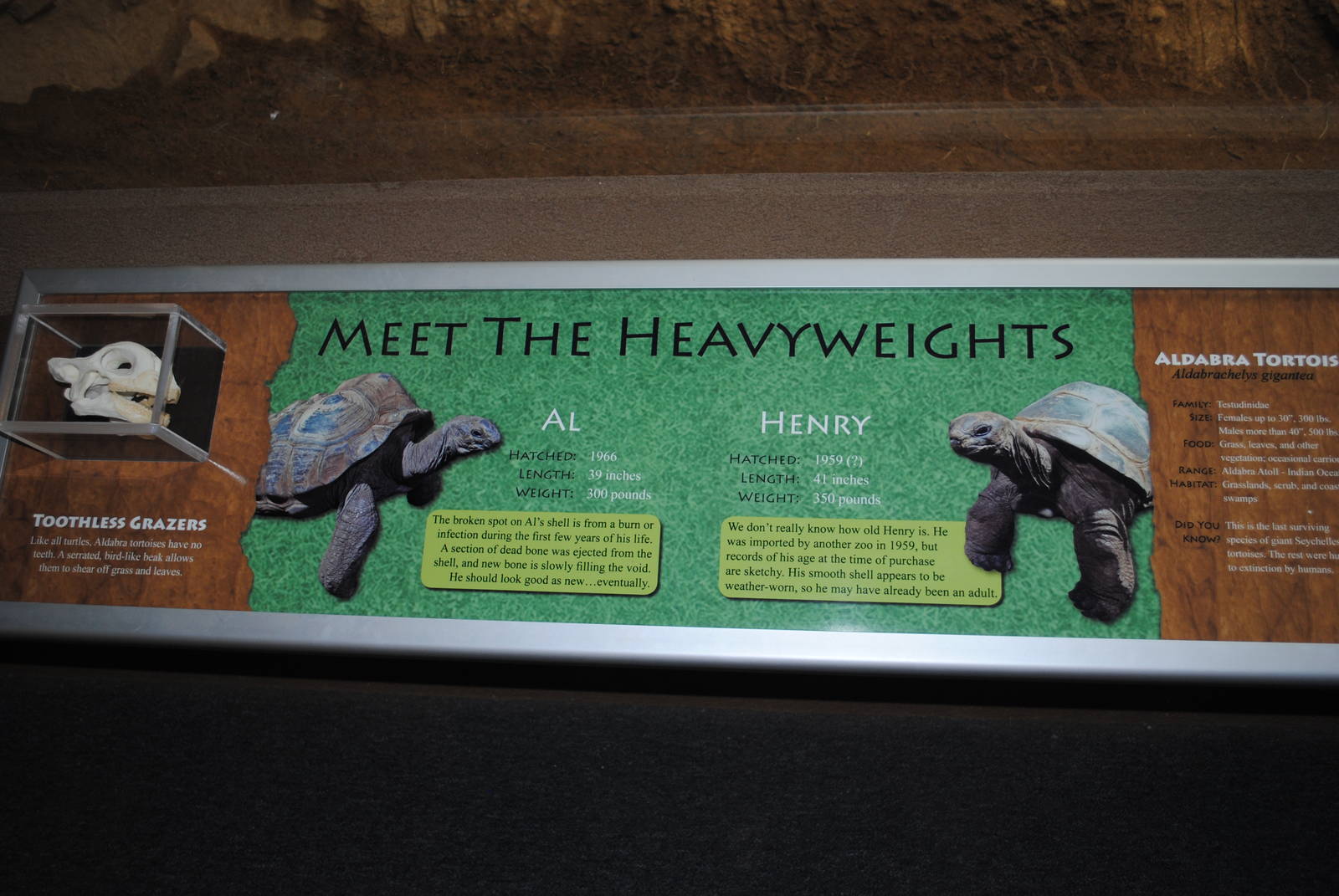 Aldabra Tortoises Information Stand (Island Giants)