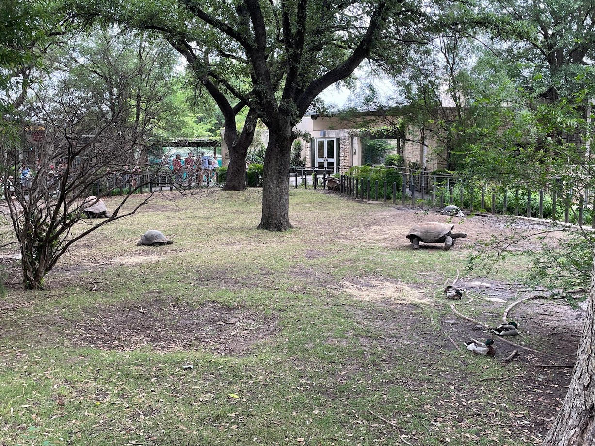 Aldabra Tortoises Outside MOLA