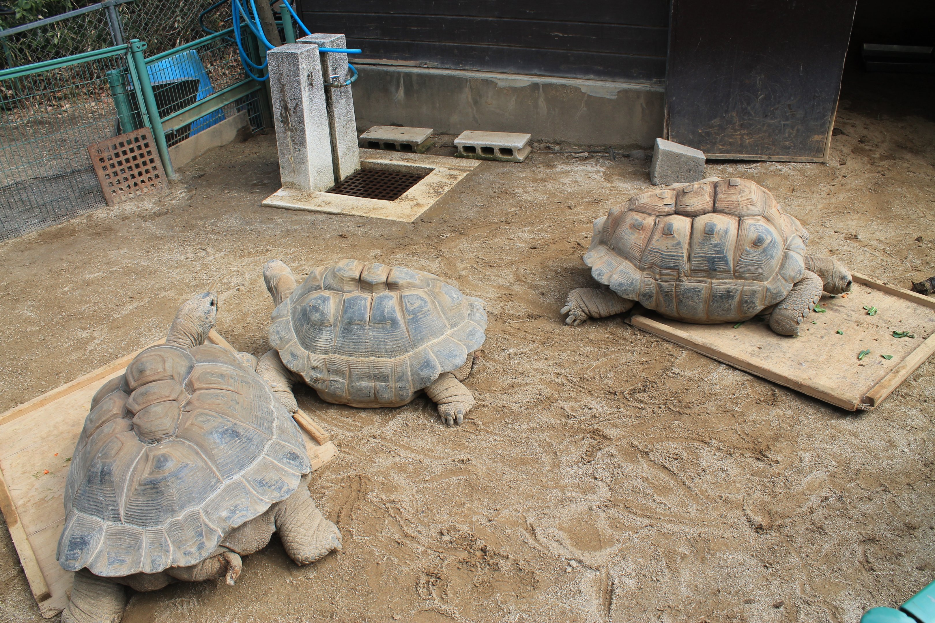 Aldabra Tortoises - Saitama Childrens Zoo