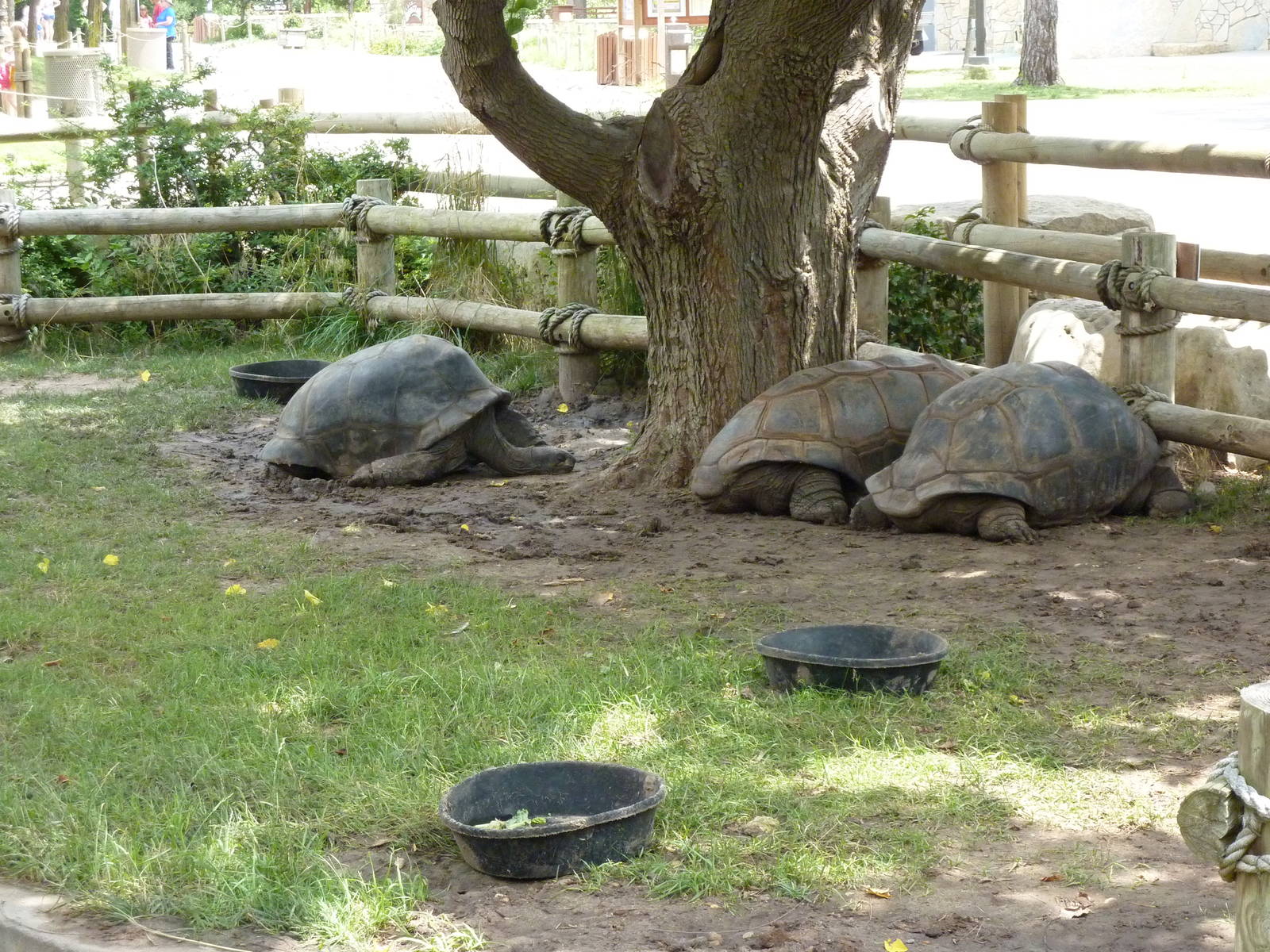 Aldabra Tortoises