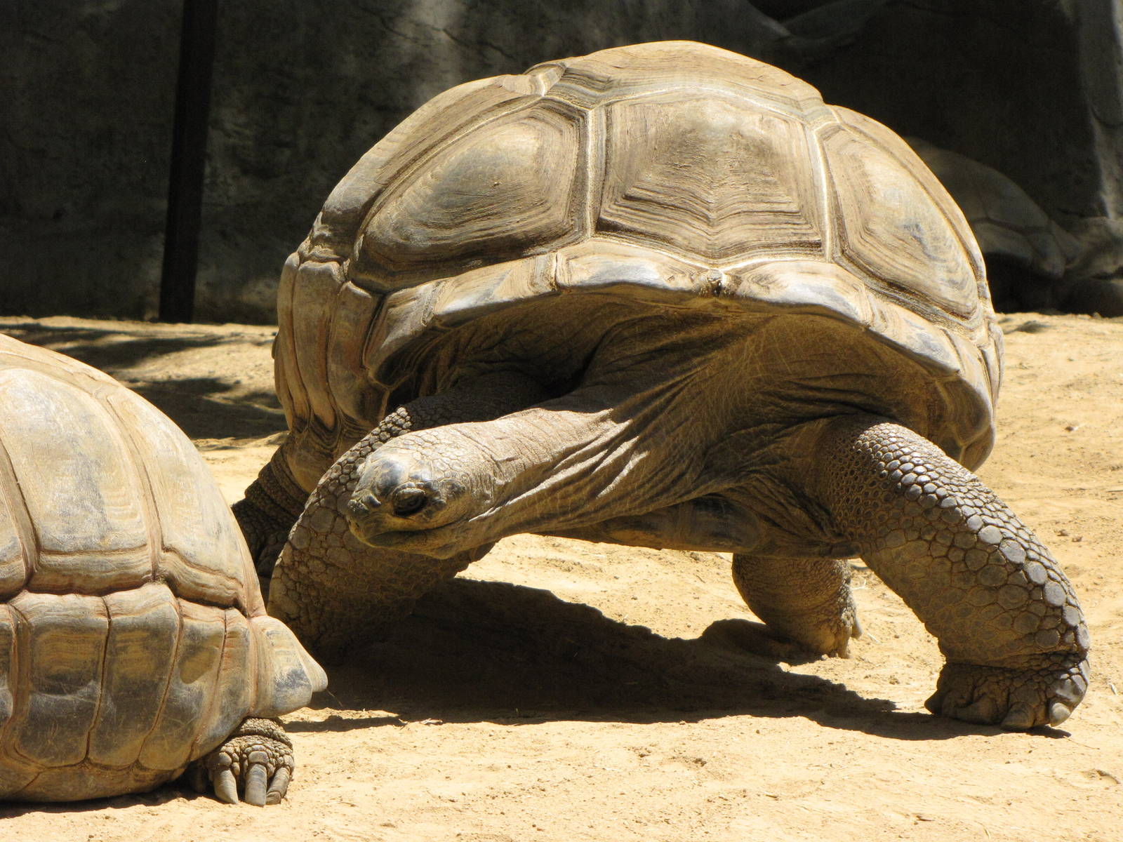 Aldabra Tortoises