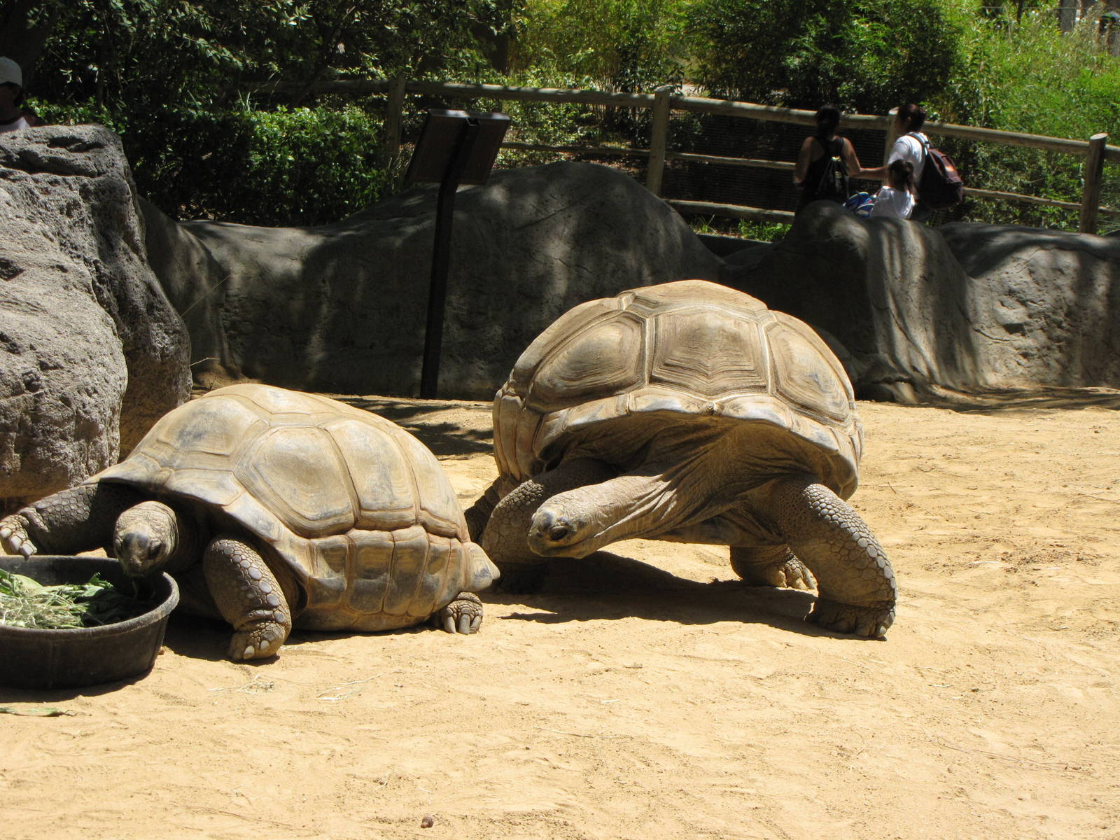 Aldabra Tortoises