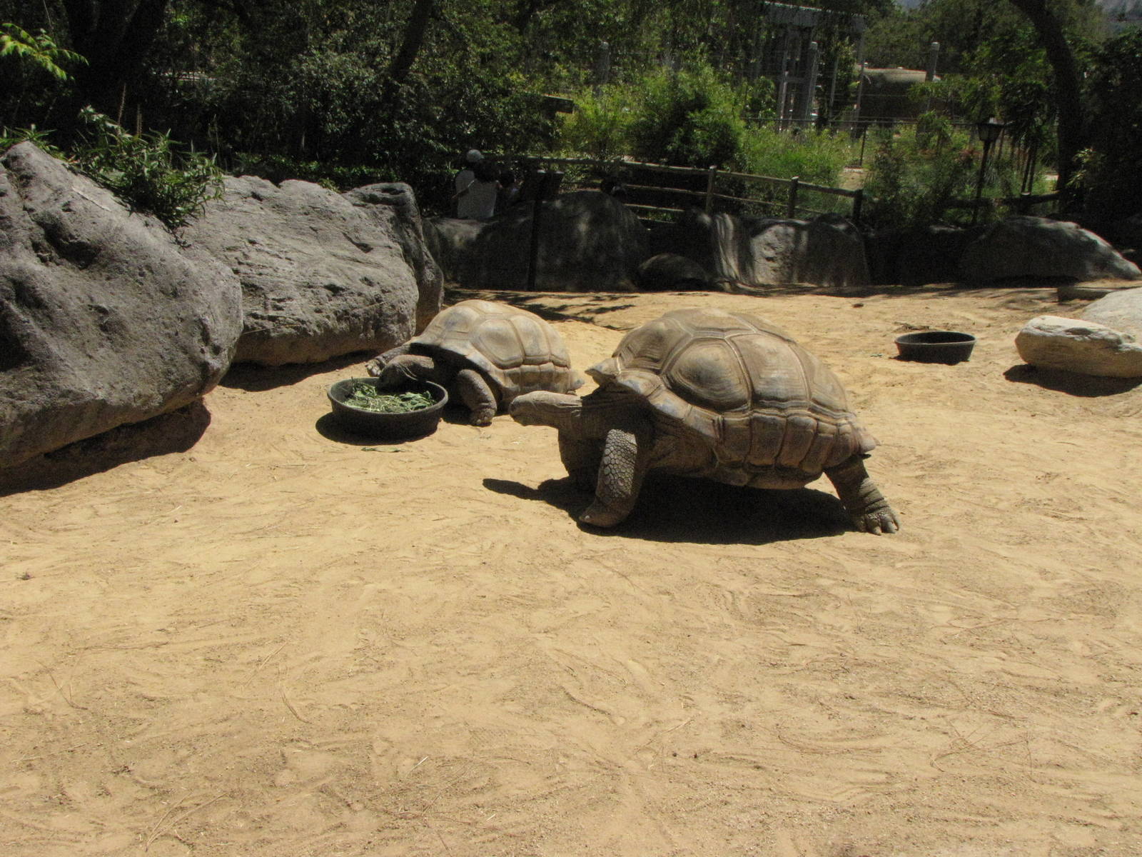 Aldabra Tortoises