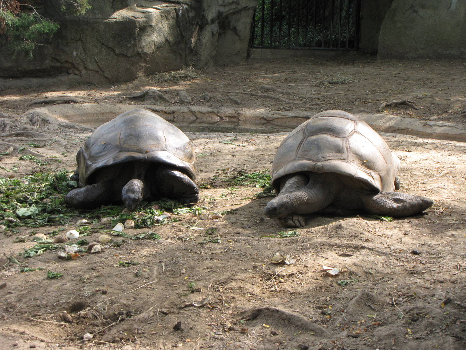 Aldabra Tortoises