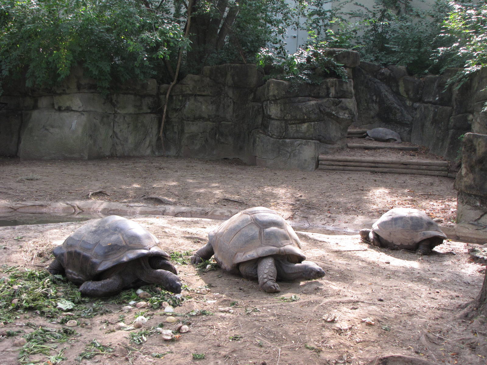 Aldabra Tortoises