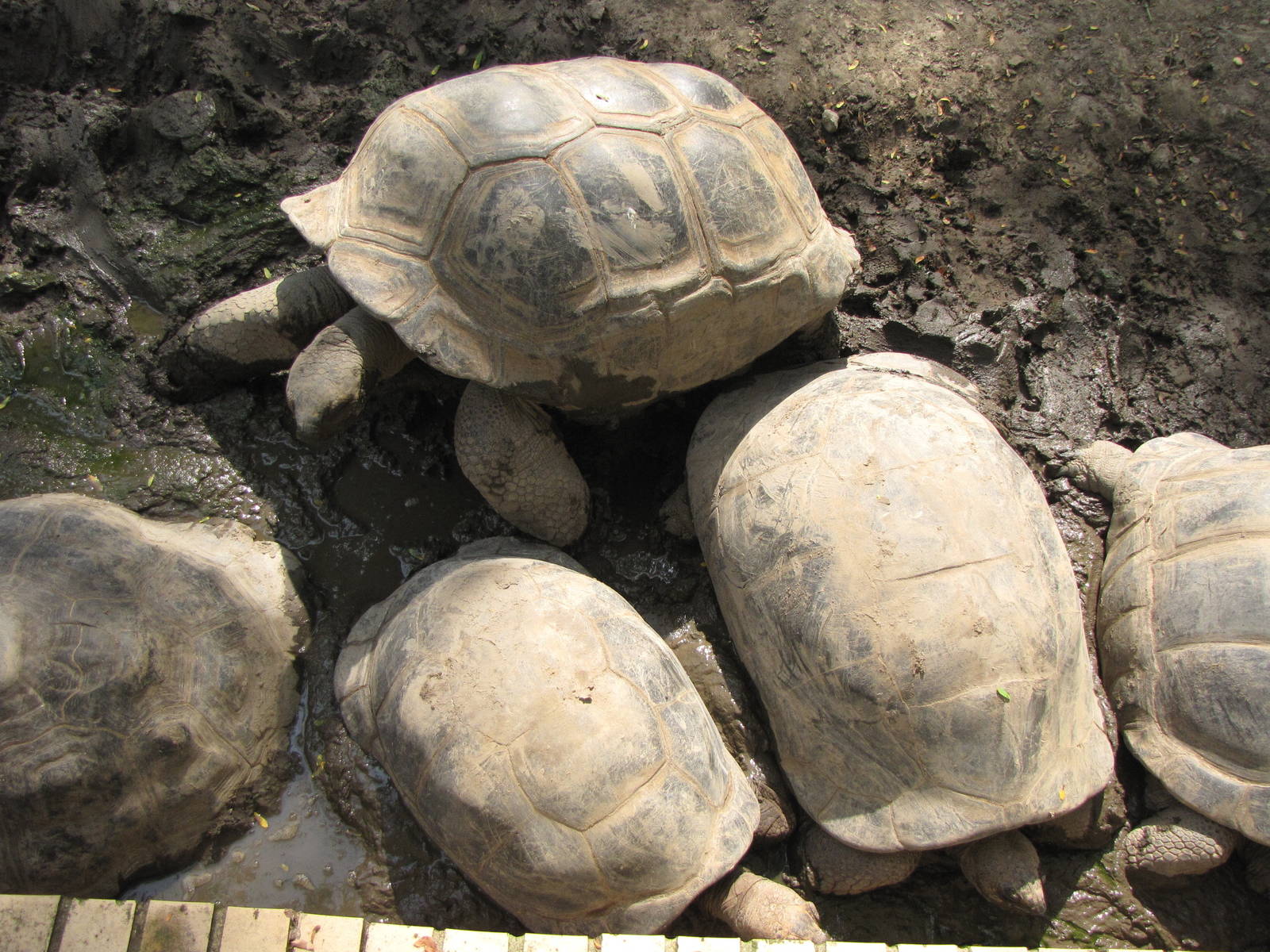 Aldabra Tortoises