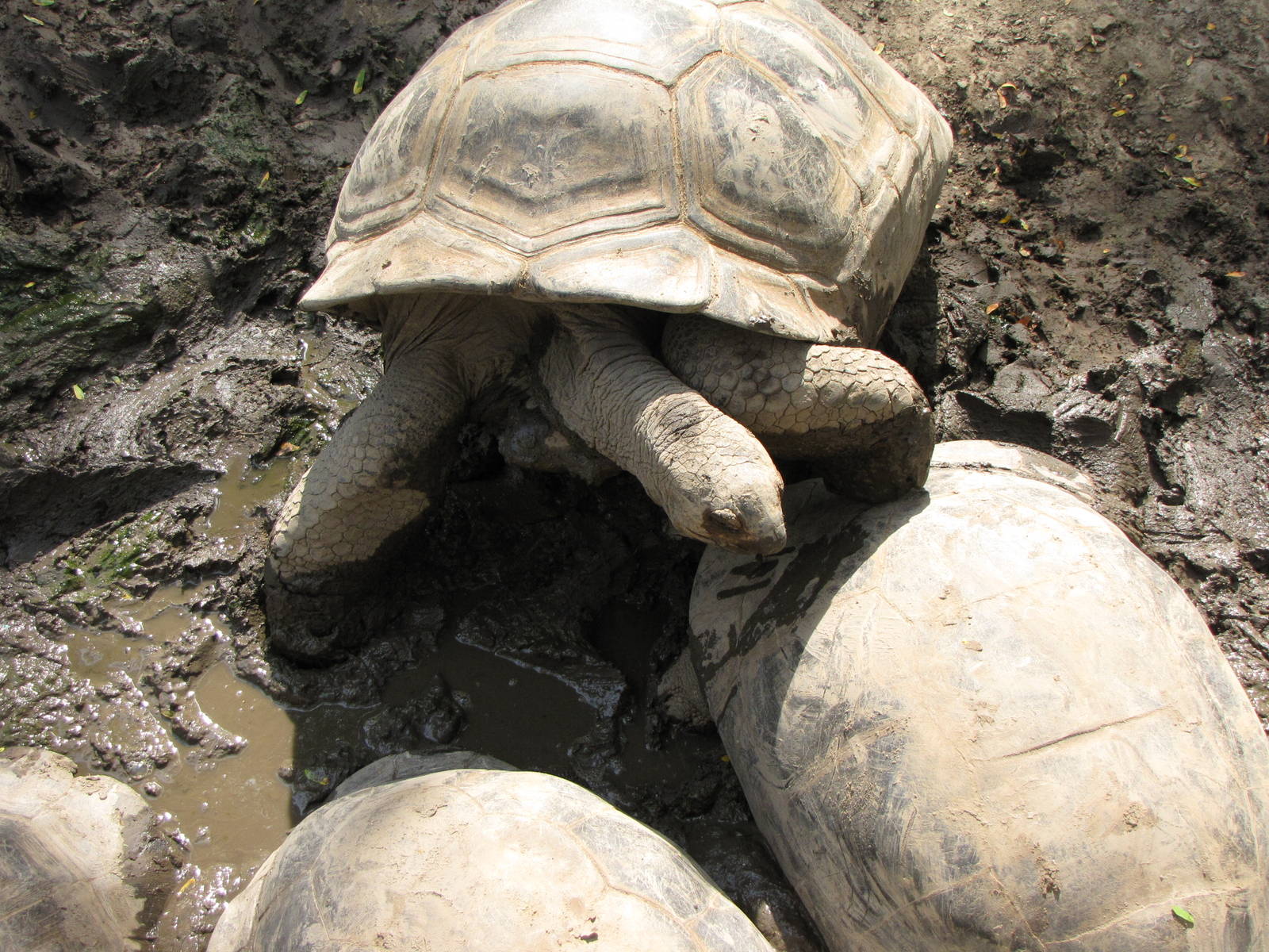 Aldabra Tortoises