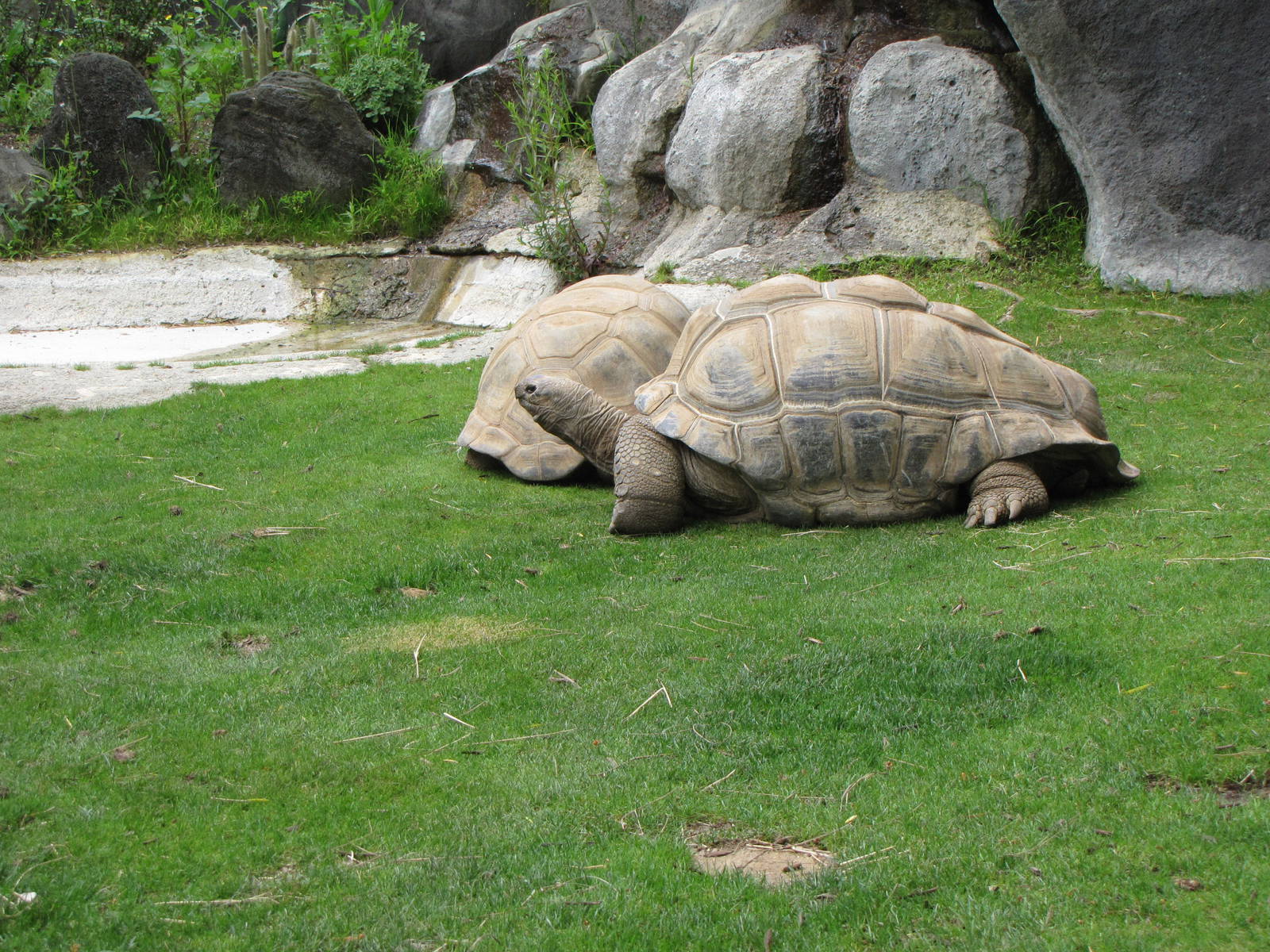 Aldabra Tortoises