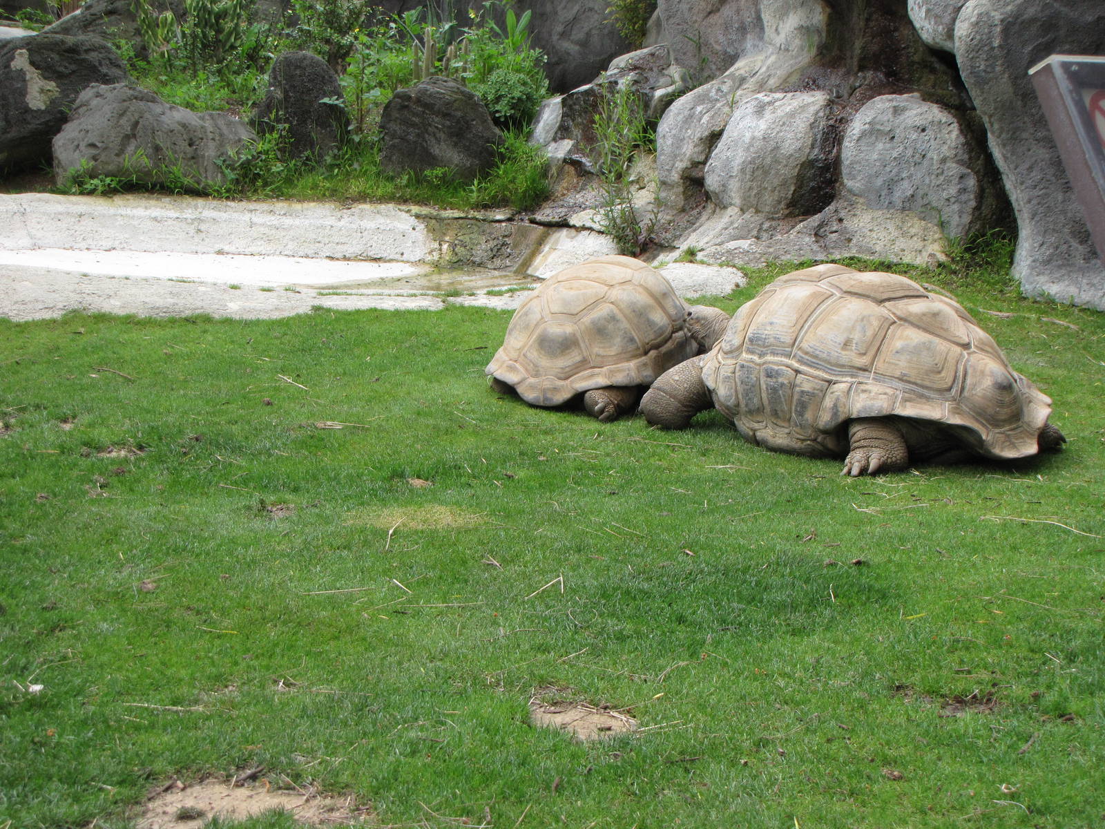 Aldabra Tortoises