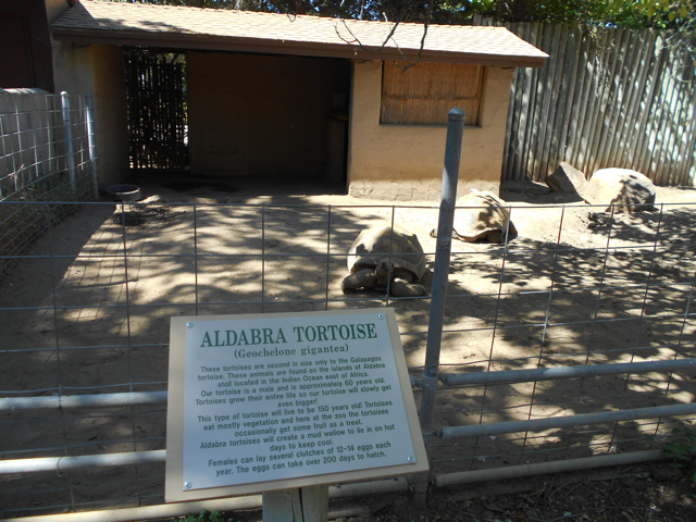 Aldabra tortoises