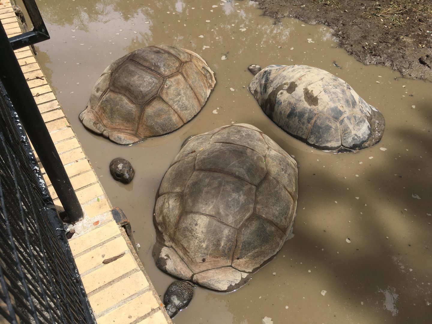 Aldabra Tortoises