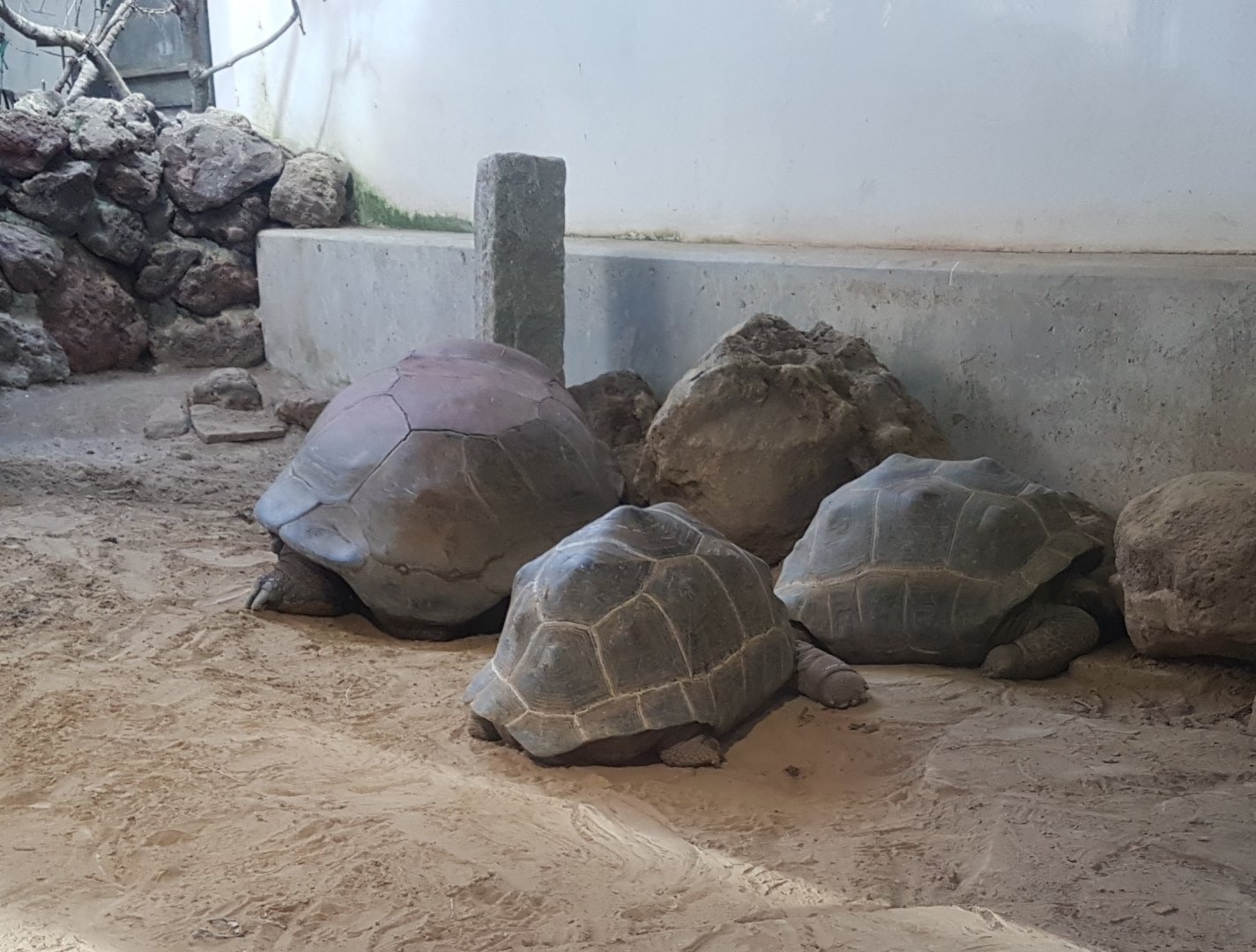 Aldabra tortoises