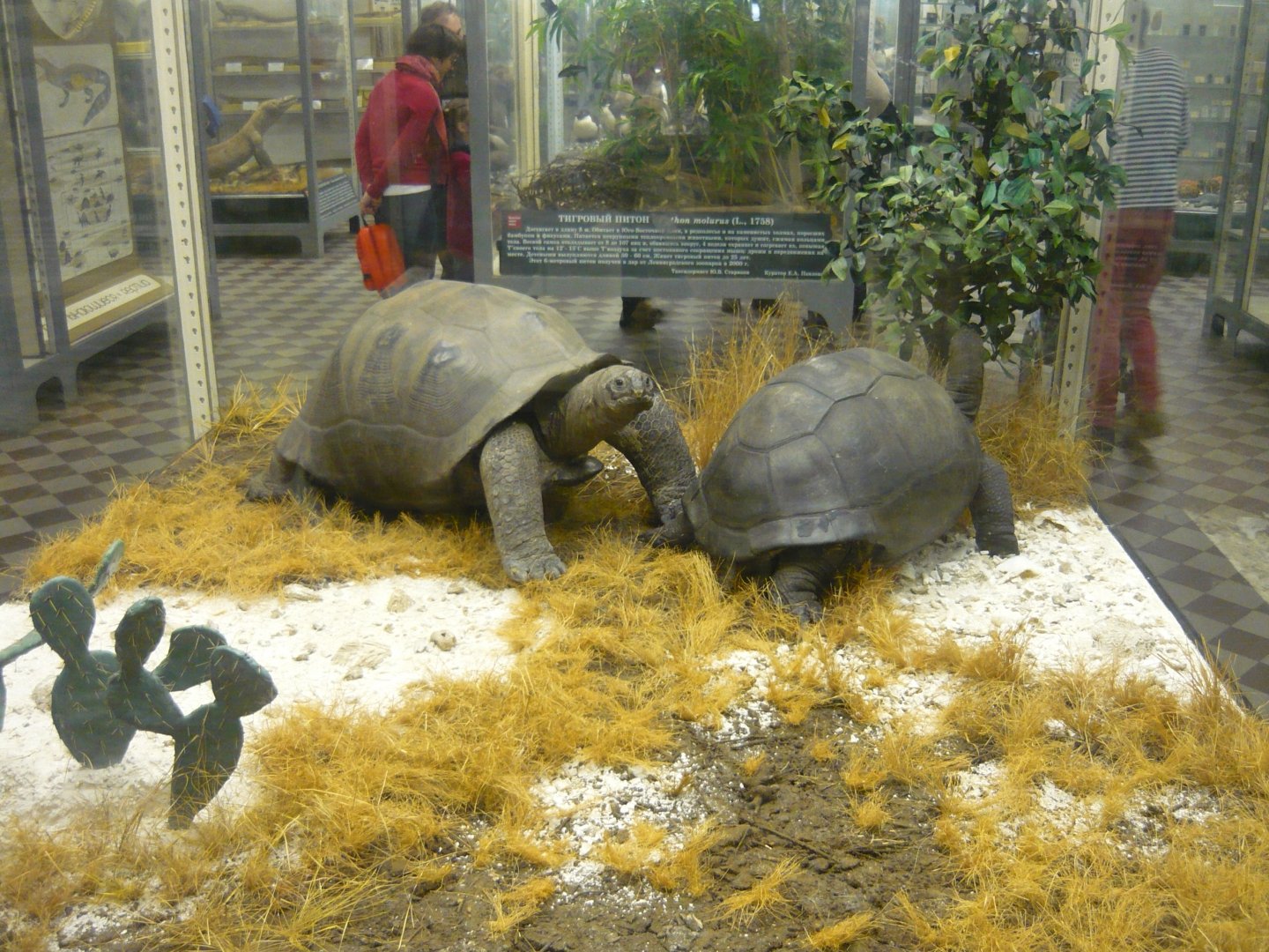 Aldabra tortoises