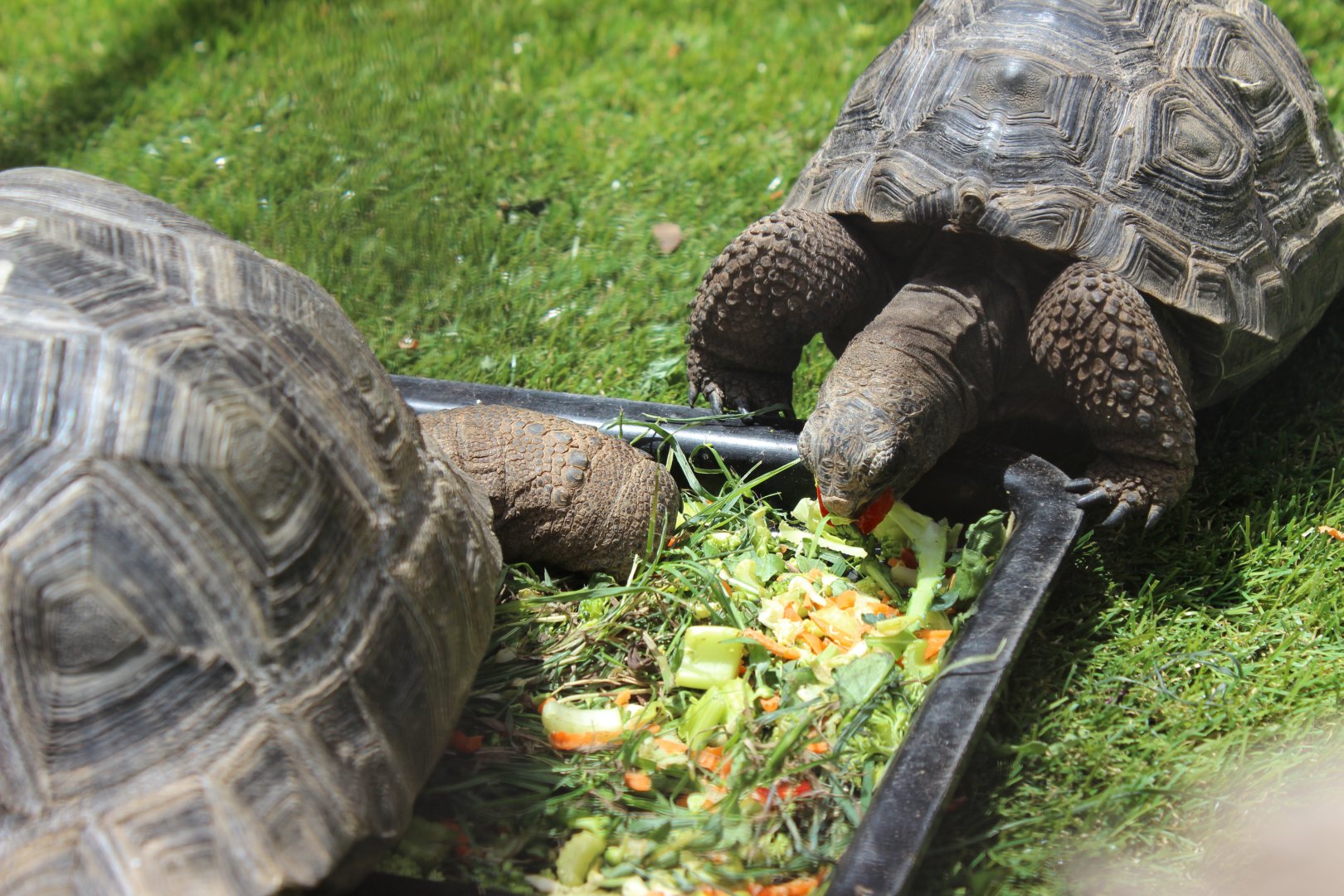 Aldabra Tortoises