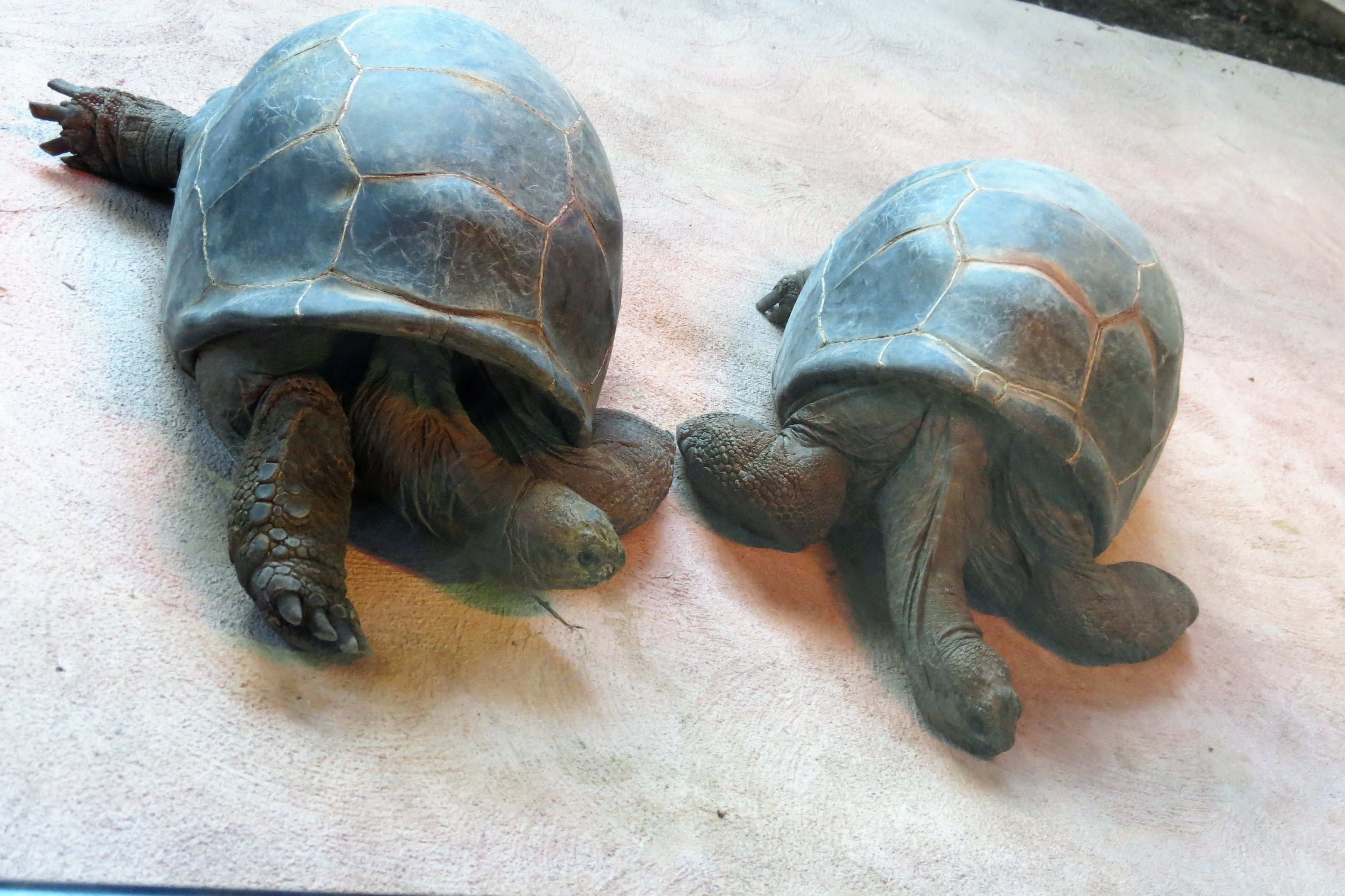 Aldabra Tortoises
