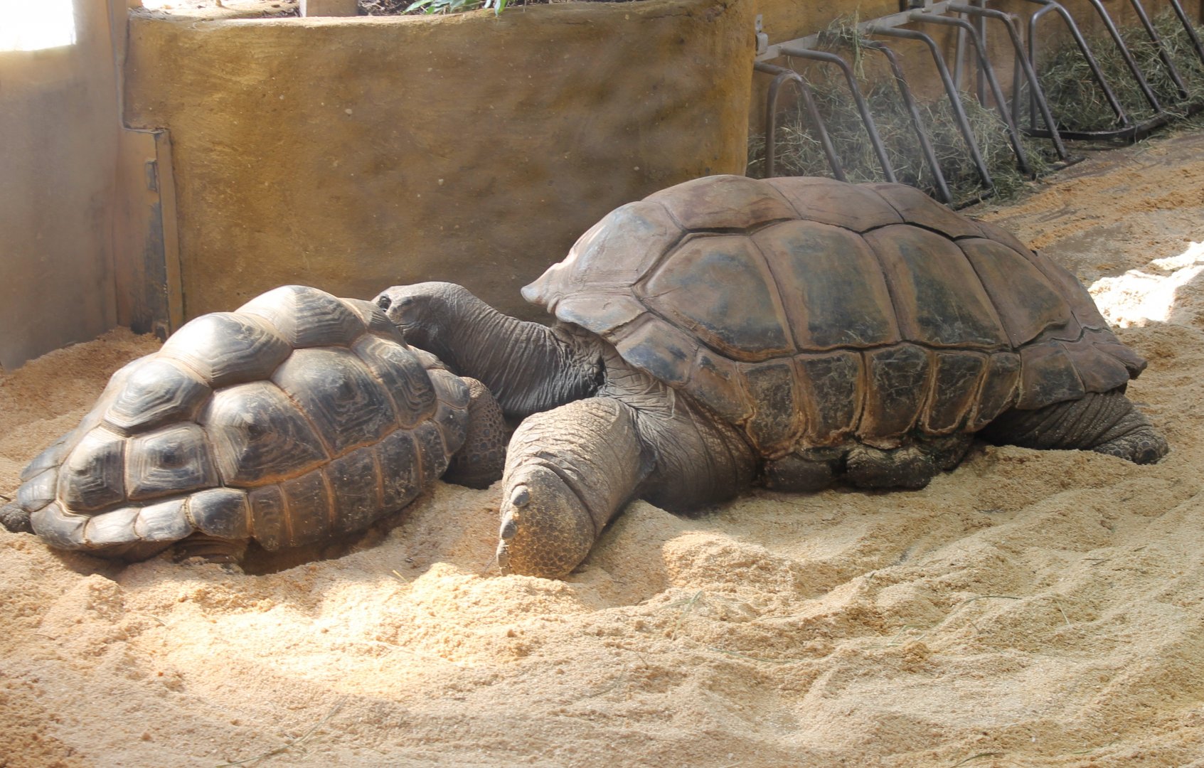 Aldabra tortoises
