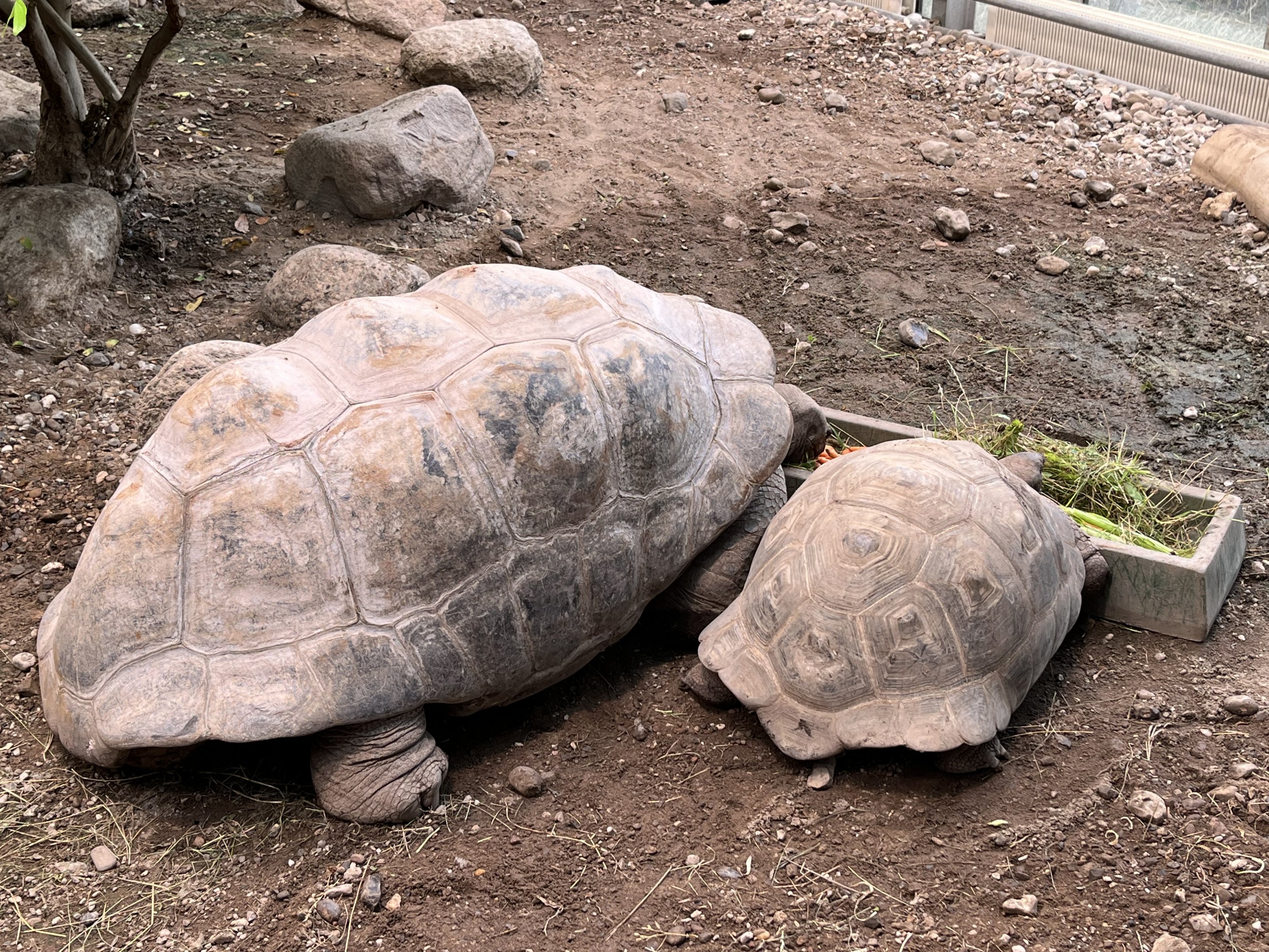 Aldabra Tortoises