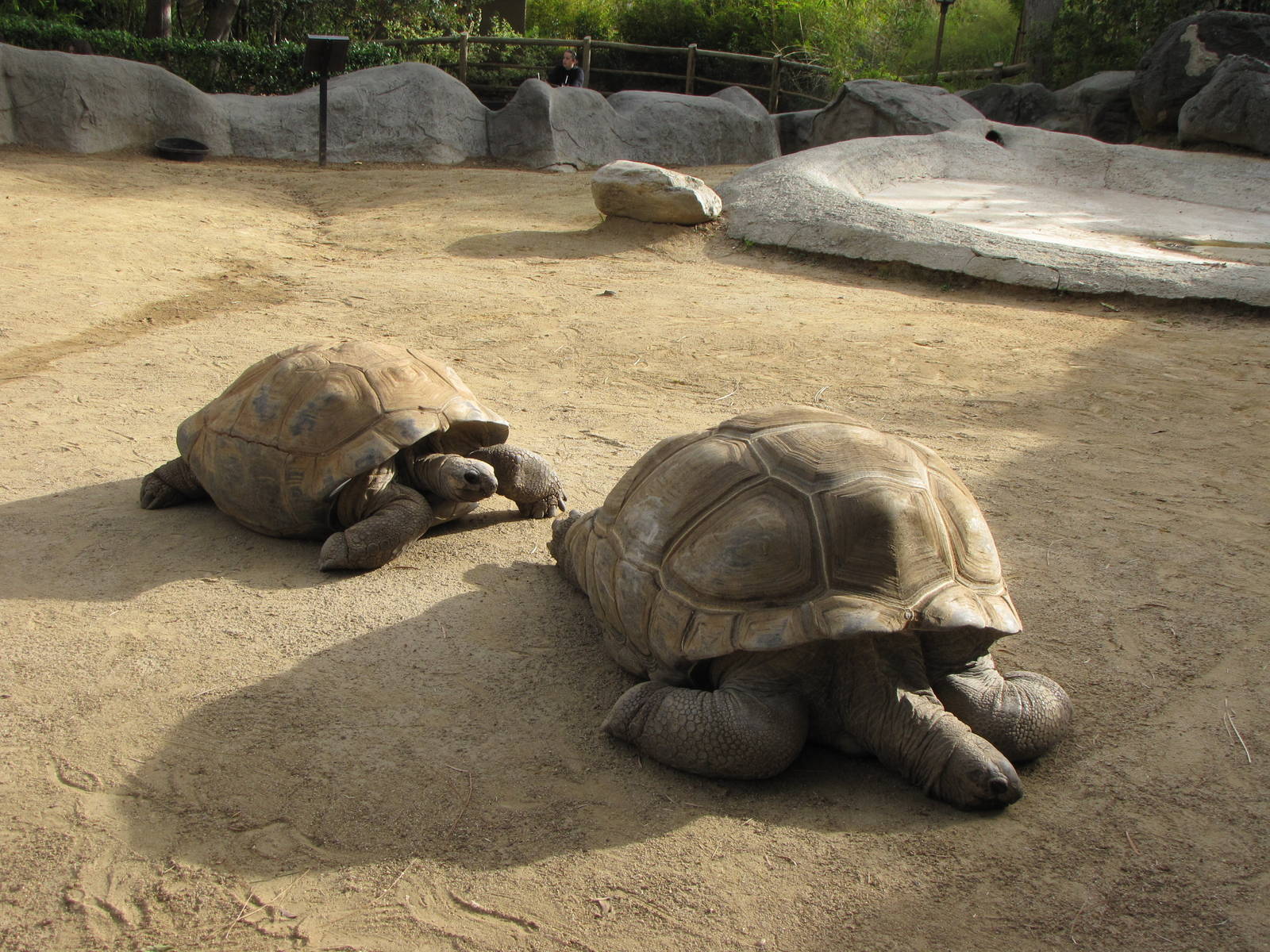 Aldabra Tortoises