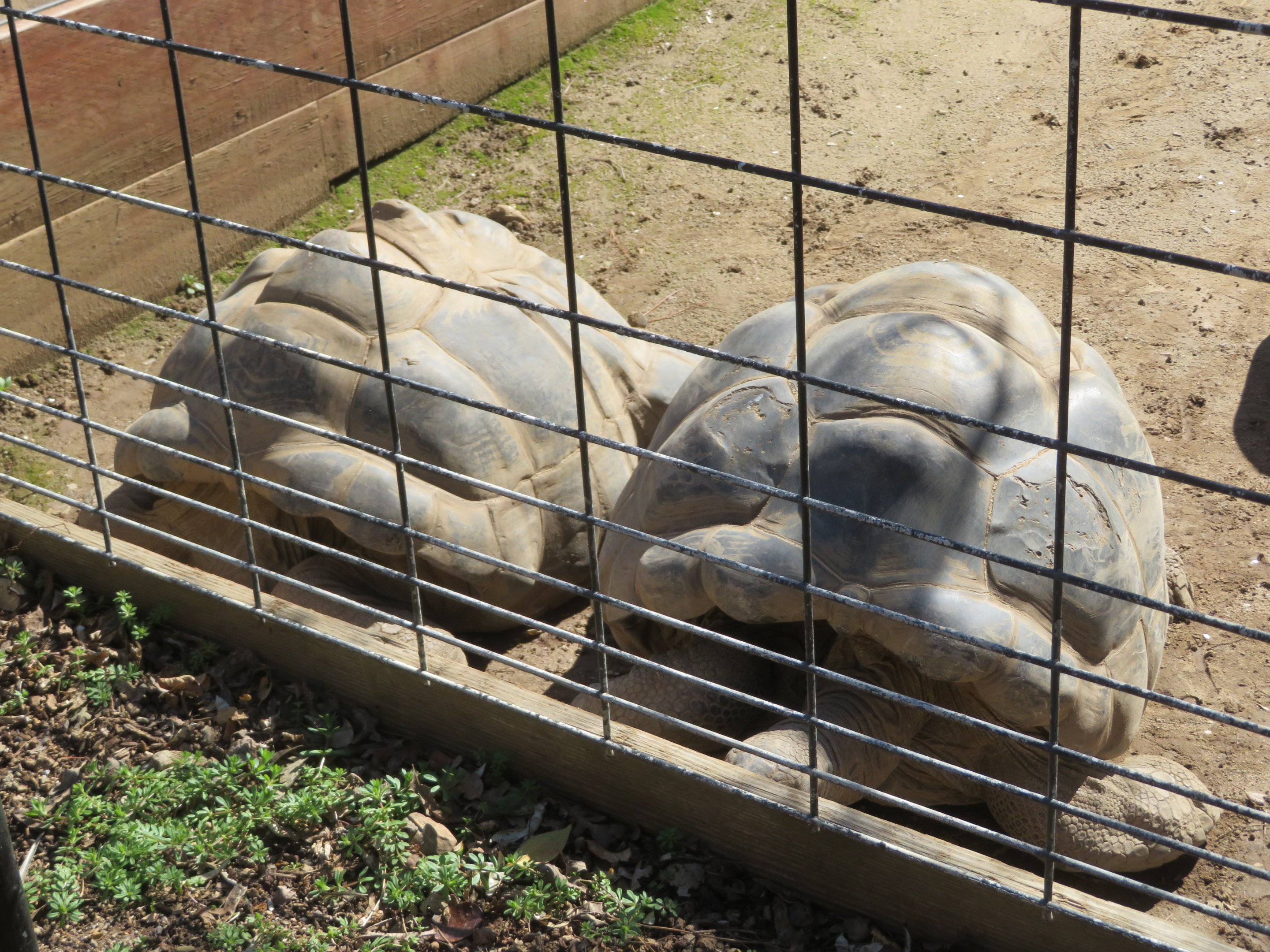 Aldabra Tortoises